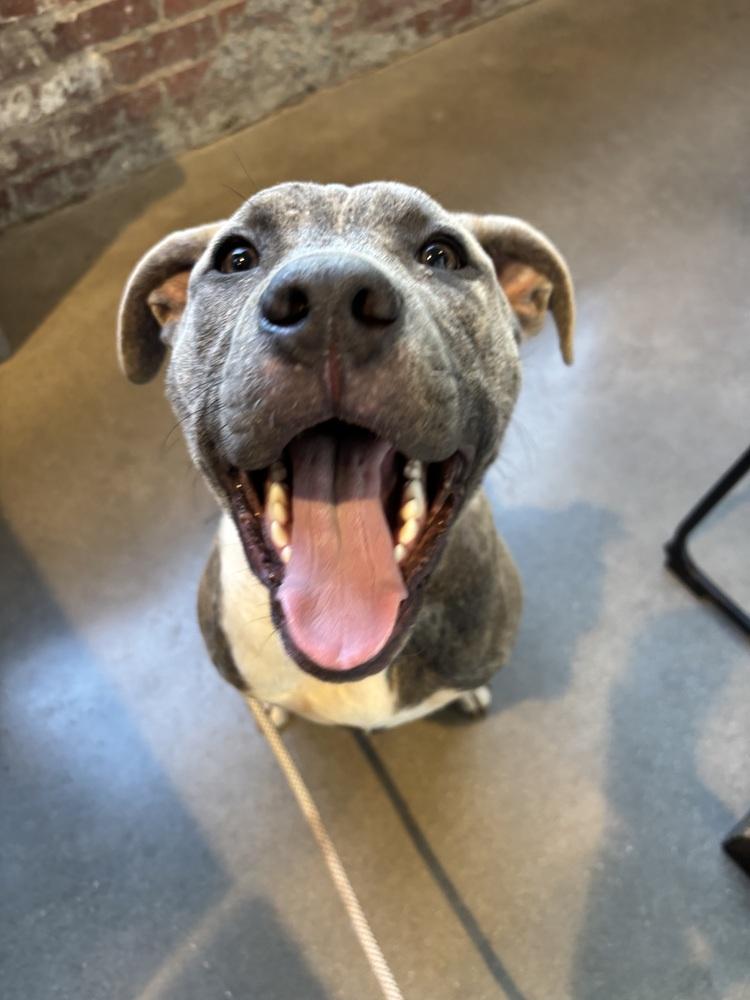 Autumn, Adoptable, Puppy Female Pit Bull Terrier.