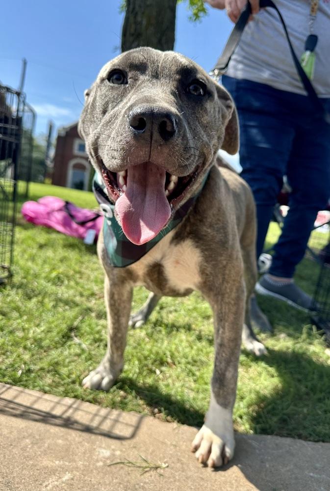 Enlarge Autumn, a Adoptable mixed breed in Shawnee, OK image 2/6
