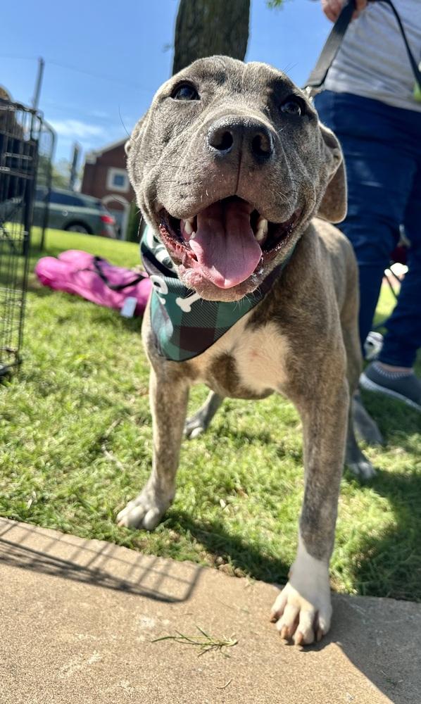 Enlarge Autumn, a Adoptable mixed breed in Shawnee, OK image 5/6