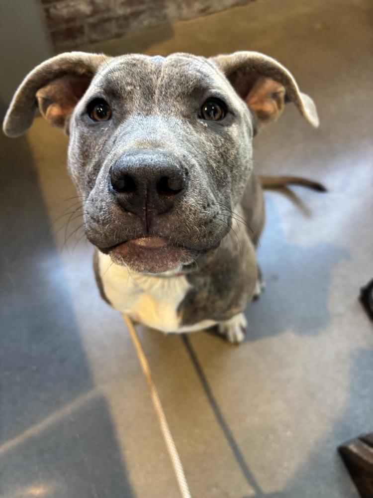 Enlarge Autumn, a Adoptable mixed breed in Shawnee, OK image 6/6