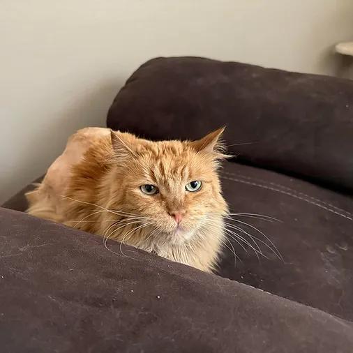 Tigger (bonded with Rosie), ADOPTABLE, Senior Female Domestic Long Hair.