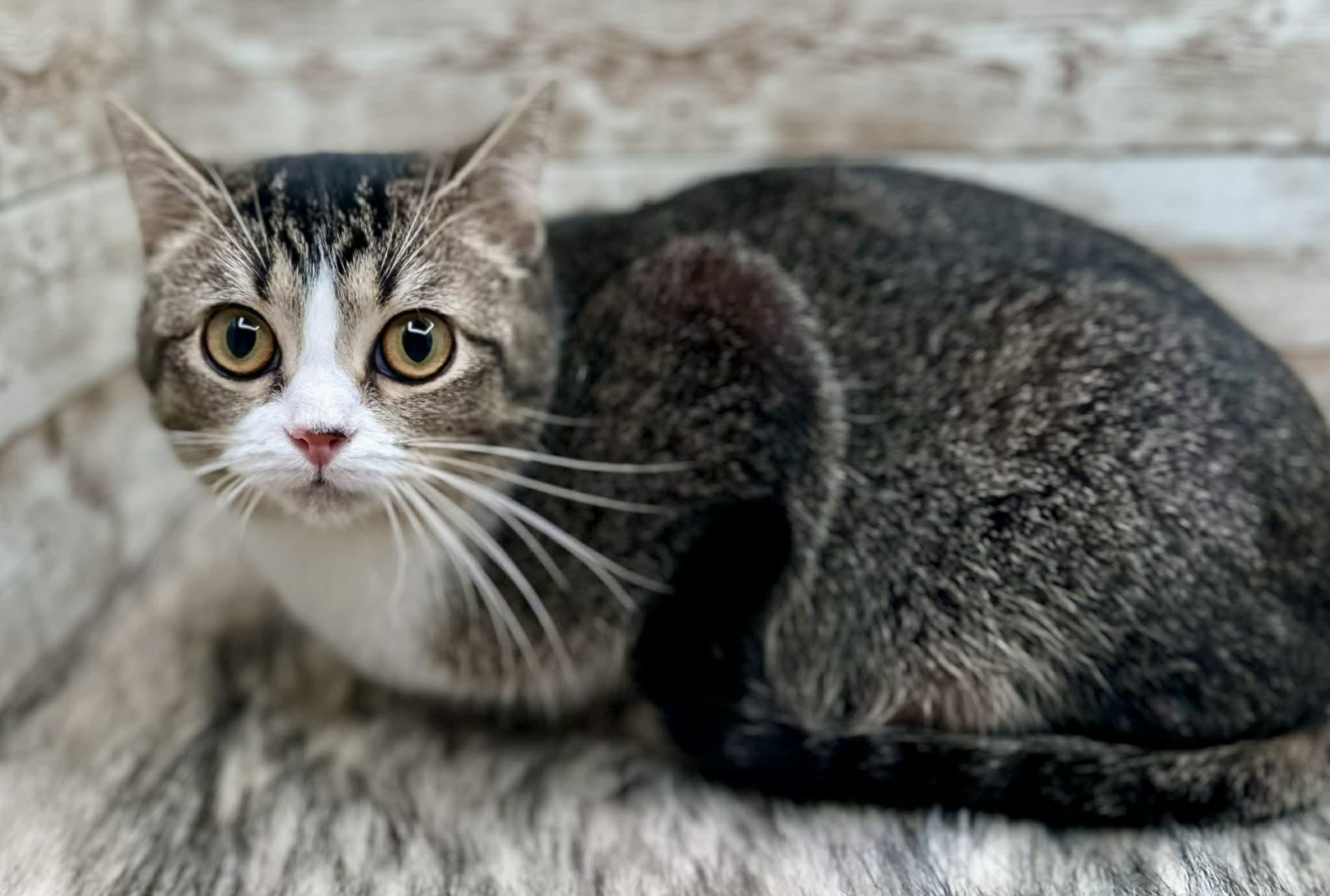 Dana, adopted, Adult Female Domestic Short Hair.