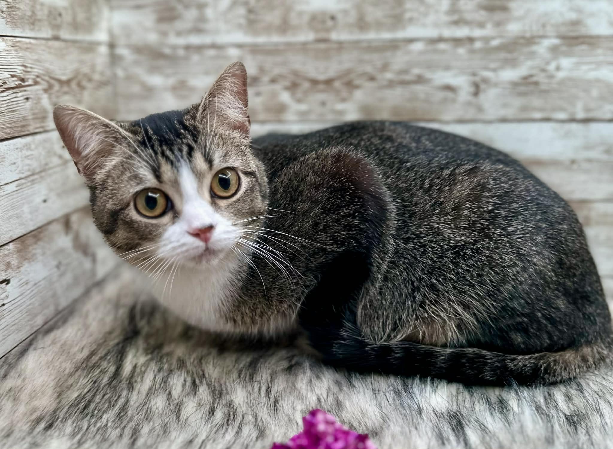 Dana, an adopted Domestic Short Hair in Lexington, KY image 3/5