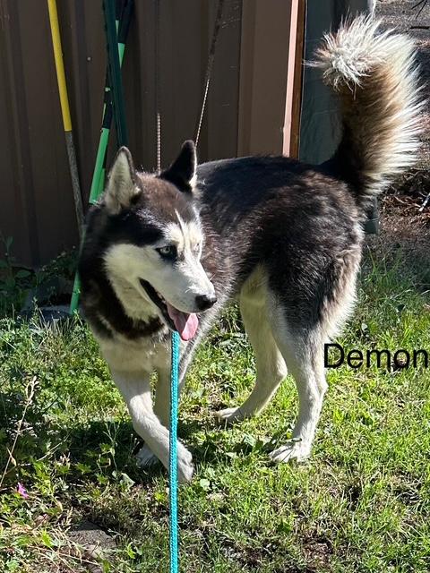Demon, a Adoptable Siberian Husky in Deer Park, WA image 1/3
