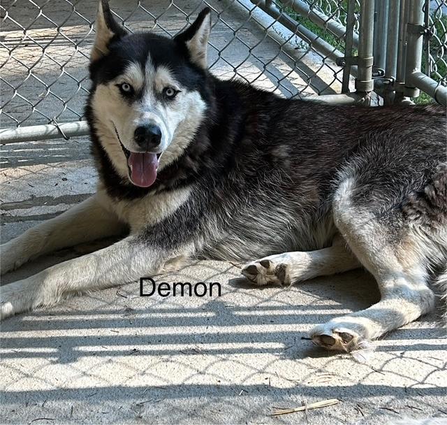 Demon, an adoptable Siberian Husky in Deer Park, WA, 99006 | Photo Image 1