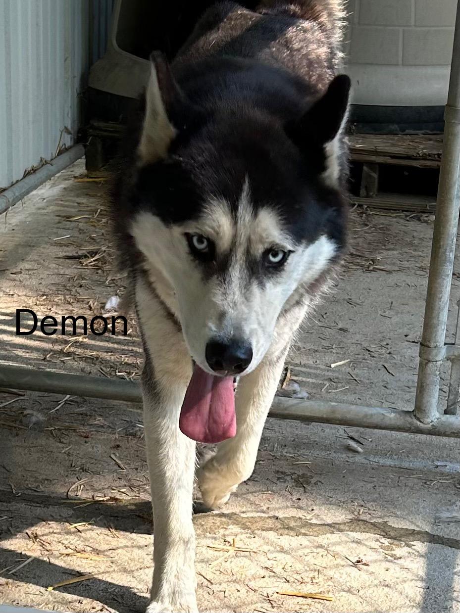 Demon, a Adoptable Siberian Husky in Deer Park, WA image 3/3