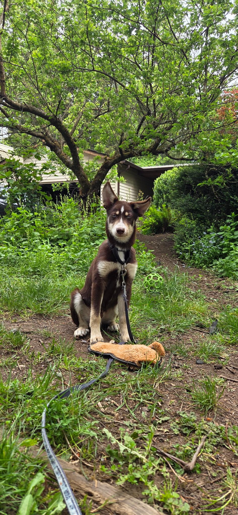 Enlarge Benny, an adopted mixed breed in Olympia, WA image 3/6
