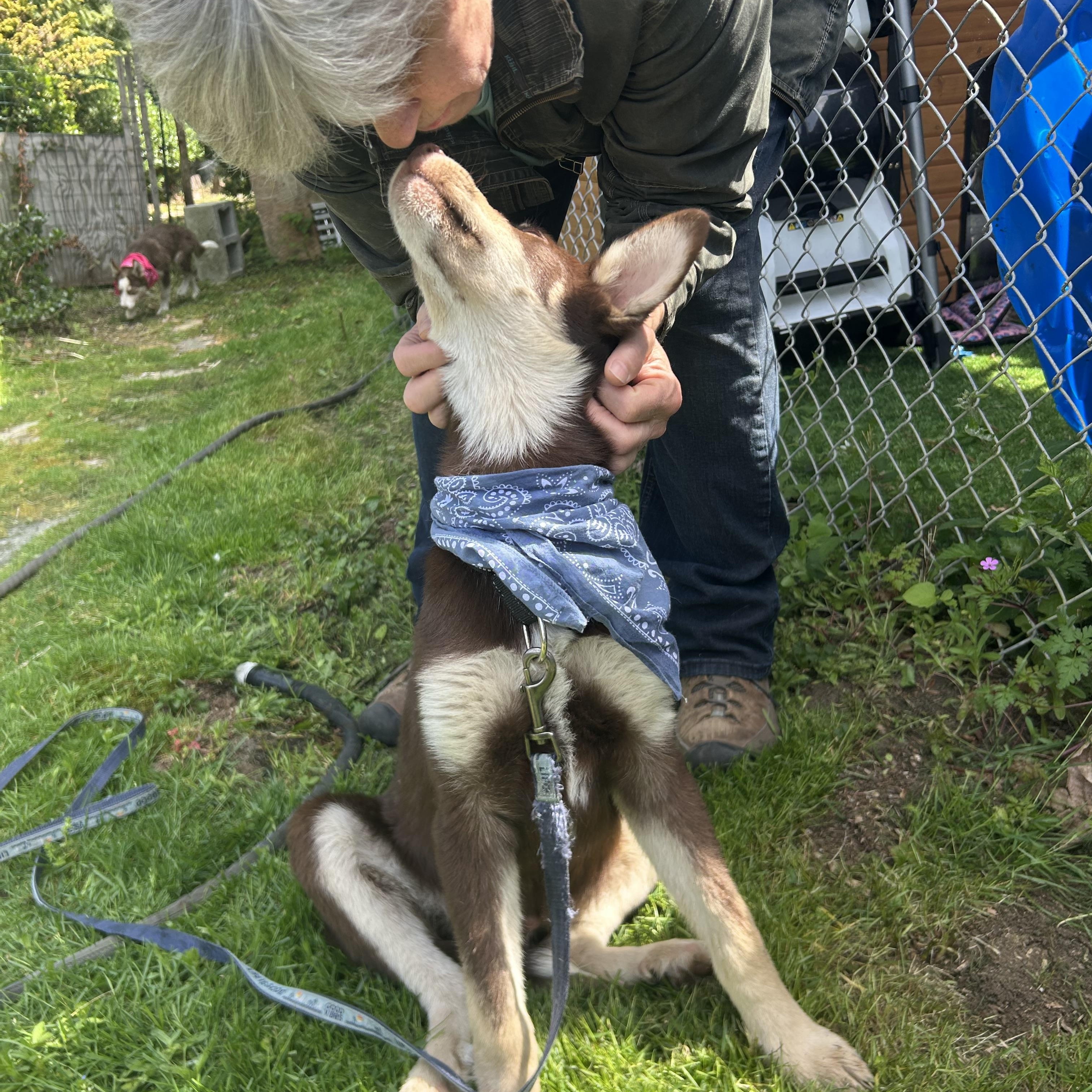 Enlarge Benny, an adopted mixed breed in Olympia, WA image 5/6
