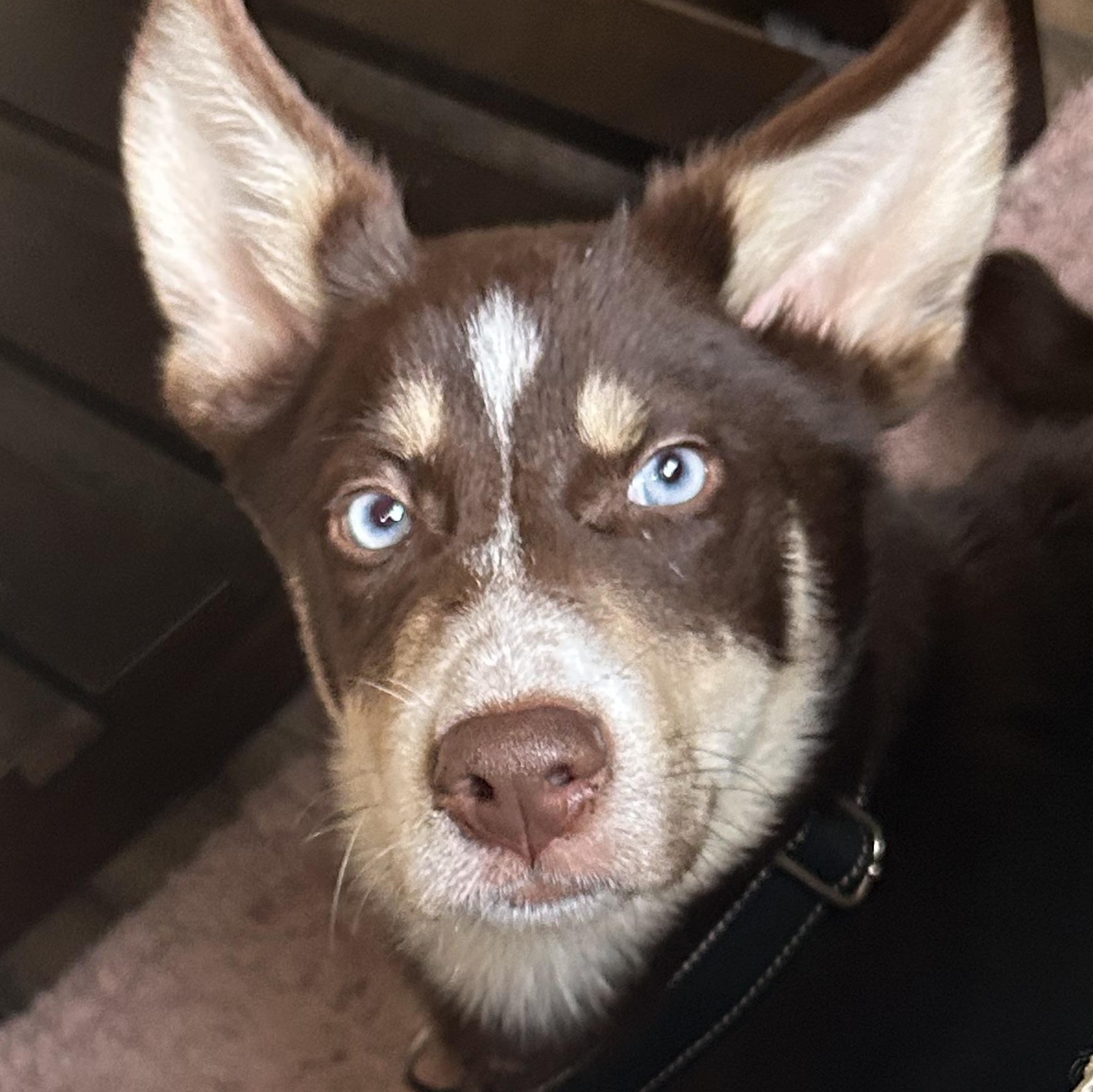 Benny, adopted, Puppy Male Husky.