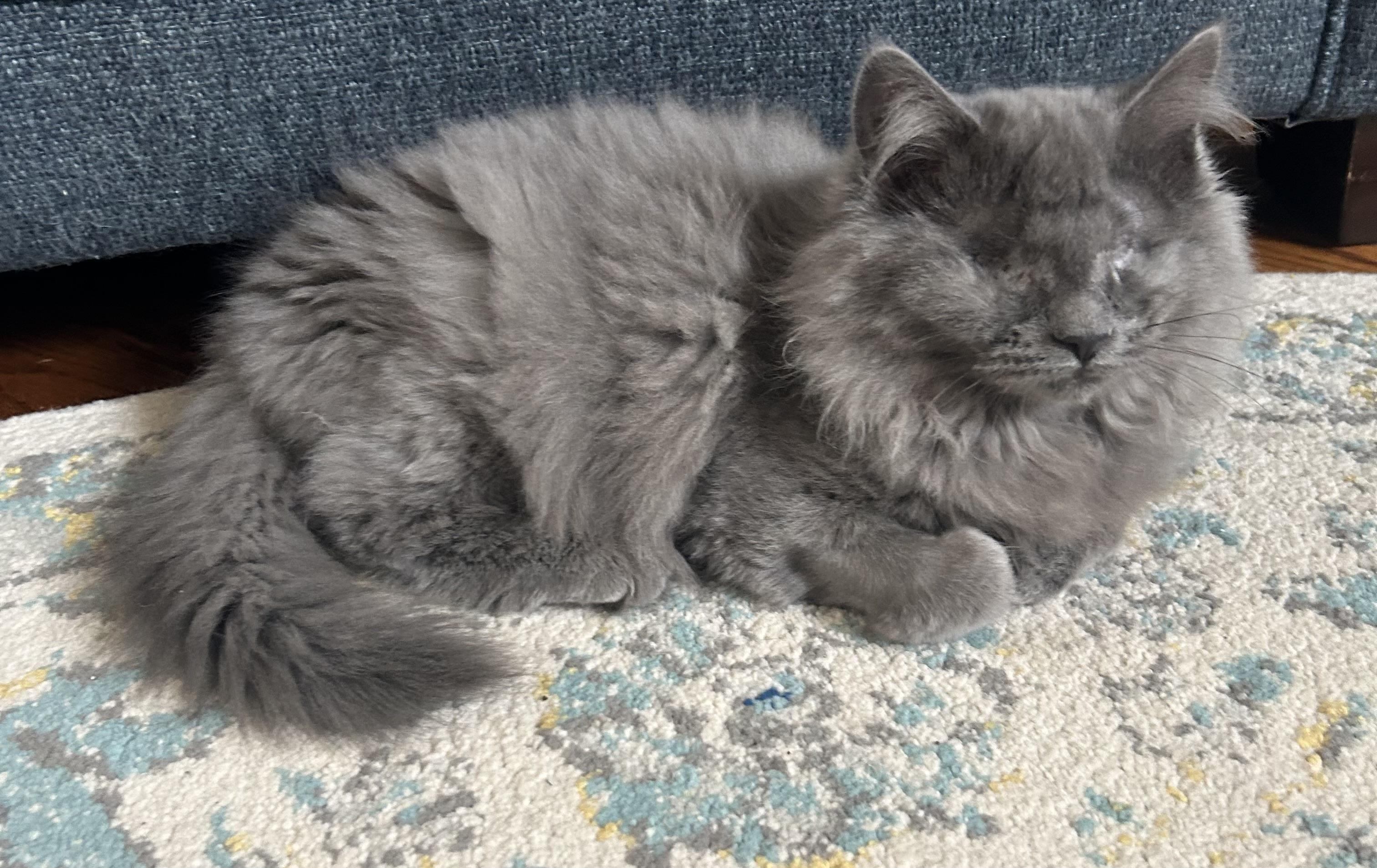 Enlarge Sleepy & Grumpy , a ADOPTABLE Domestic Long Hair in Murfreesboro, TN image 3/4