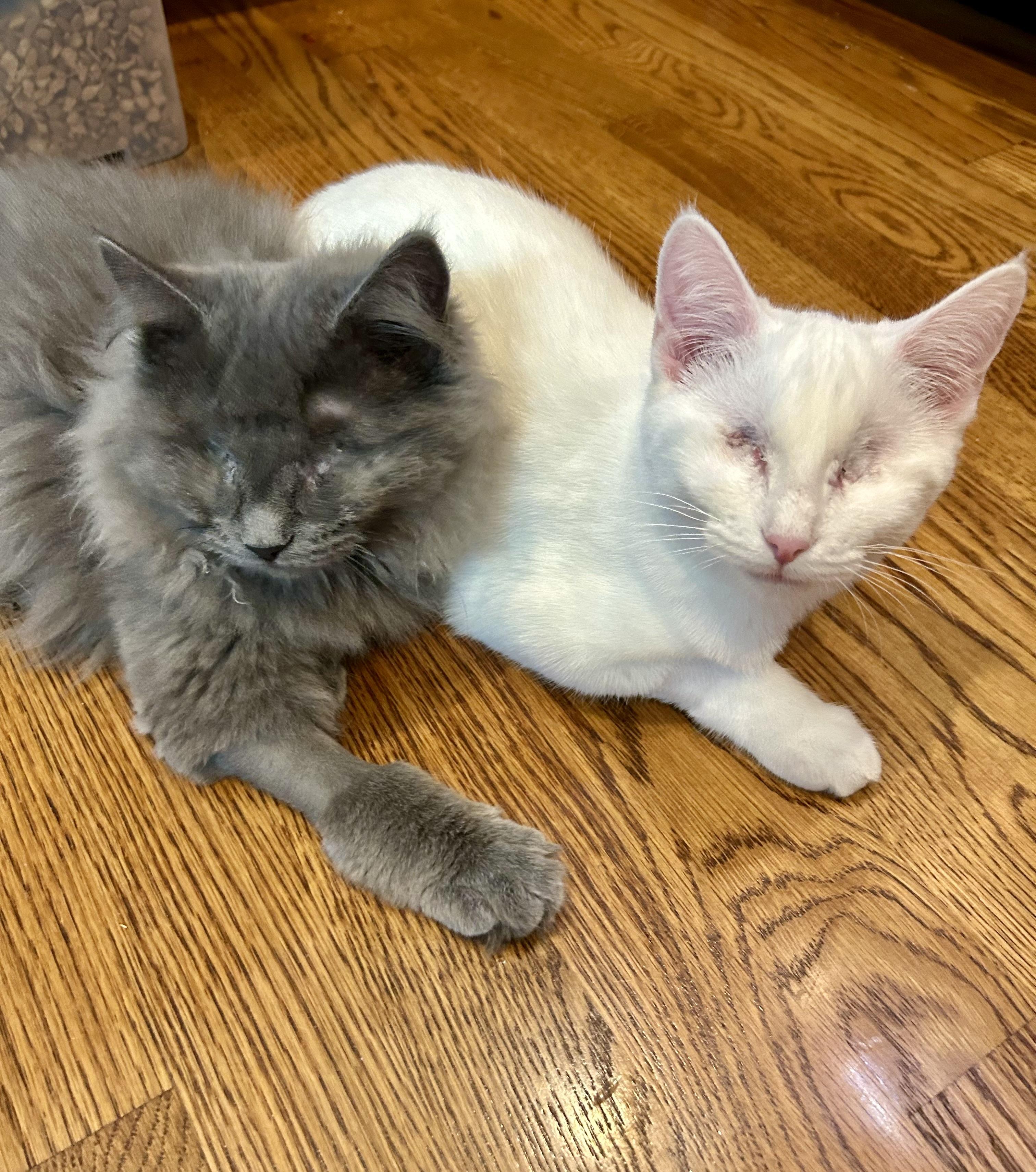 Enlarge Sleepy & Grumpy , a ADOPTABLE Domestic Long Hair in Murfreesboro, TN image 1/4