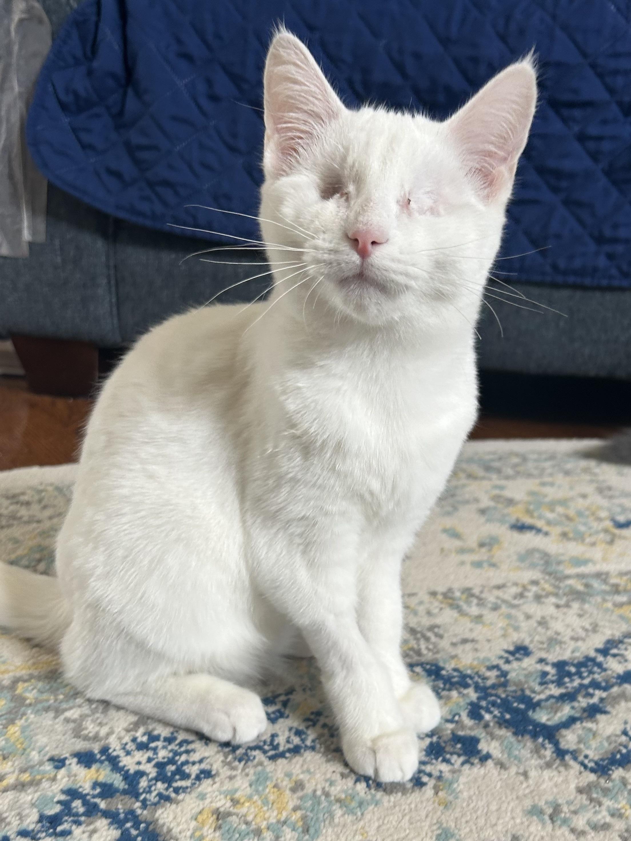 Enlarge Sleepy & Grumpy , a ADOPTABLE Domestic Long Hair in Murfreesboro, TN image 4/4