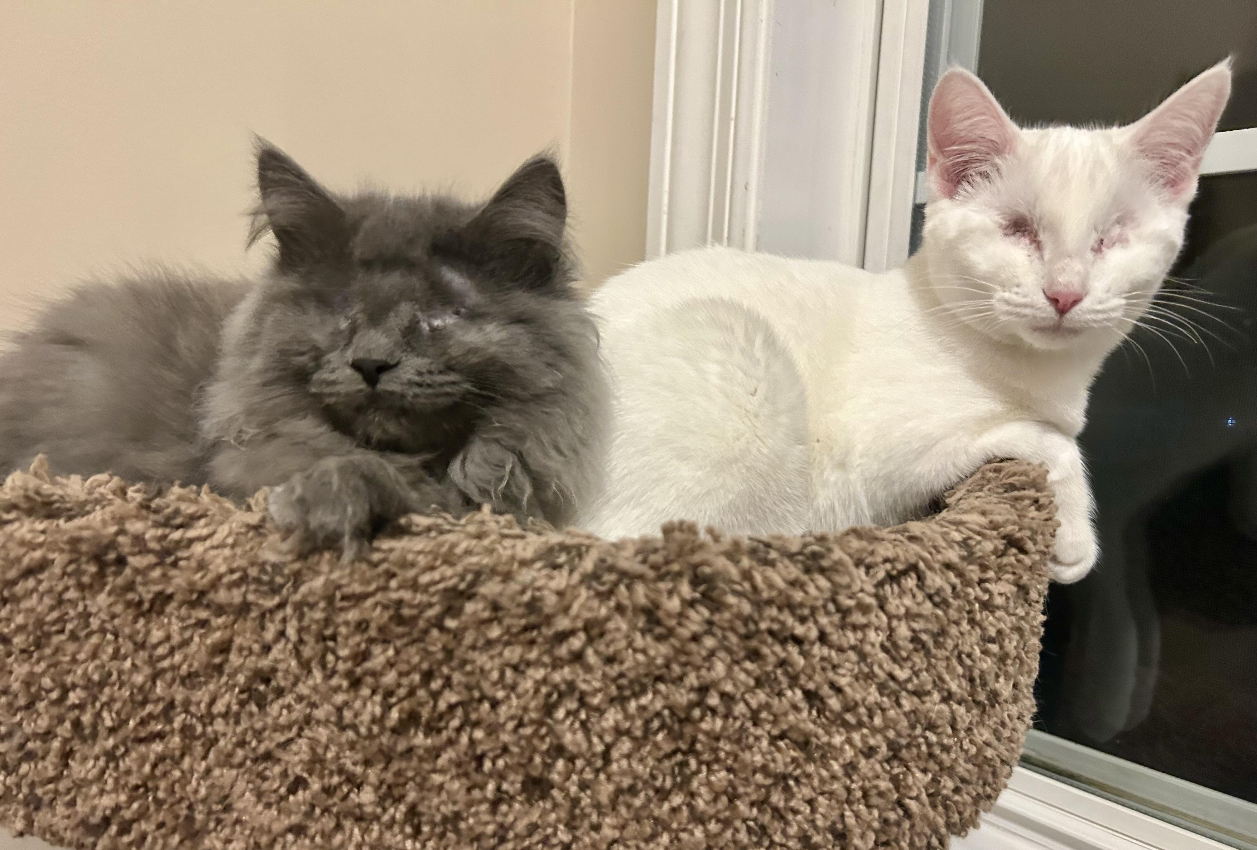 Enlarge Sleepy & Grumpy , a ADOPTABLE Domestic Long Hair in Murfreesboro, TN image 2/4