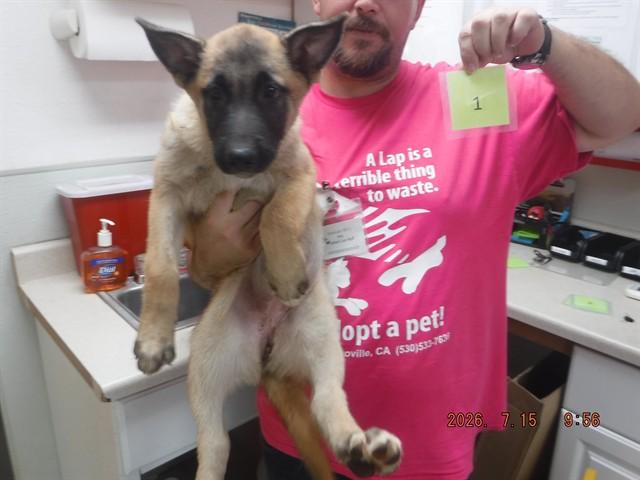 Enlarge PUP1, a Adoptable mixed breed in Oroville, CA image 1/1