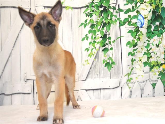 RYLEE, Adoptable, Puppy Female Belgian Shepherd / Malinois & Mixed Breed.