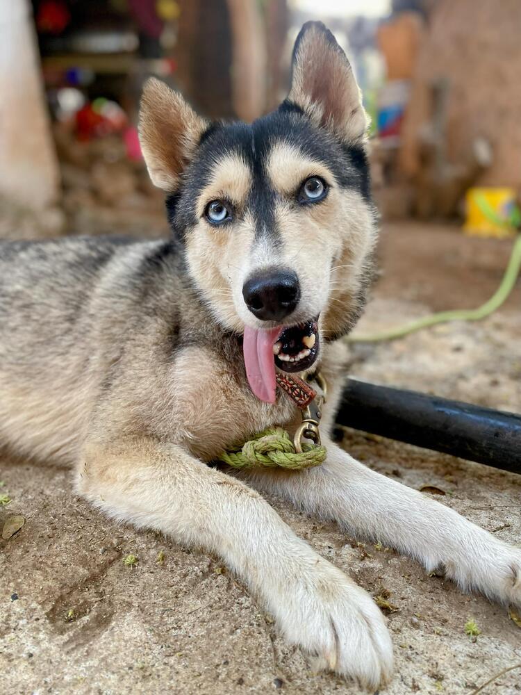 Sora (CP), Adoptable, Young Female Mixed Breed & Husky.