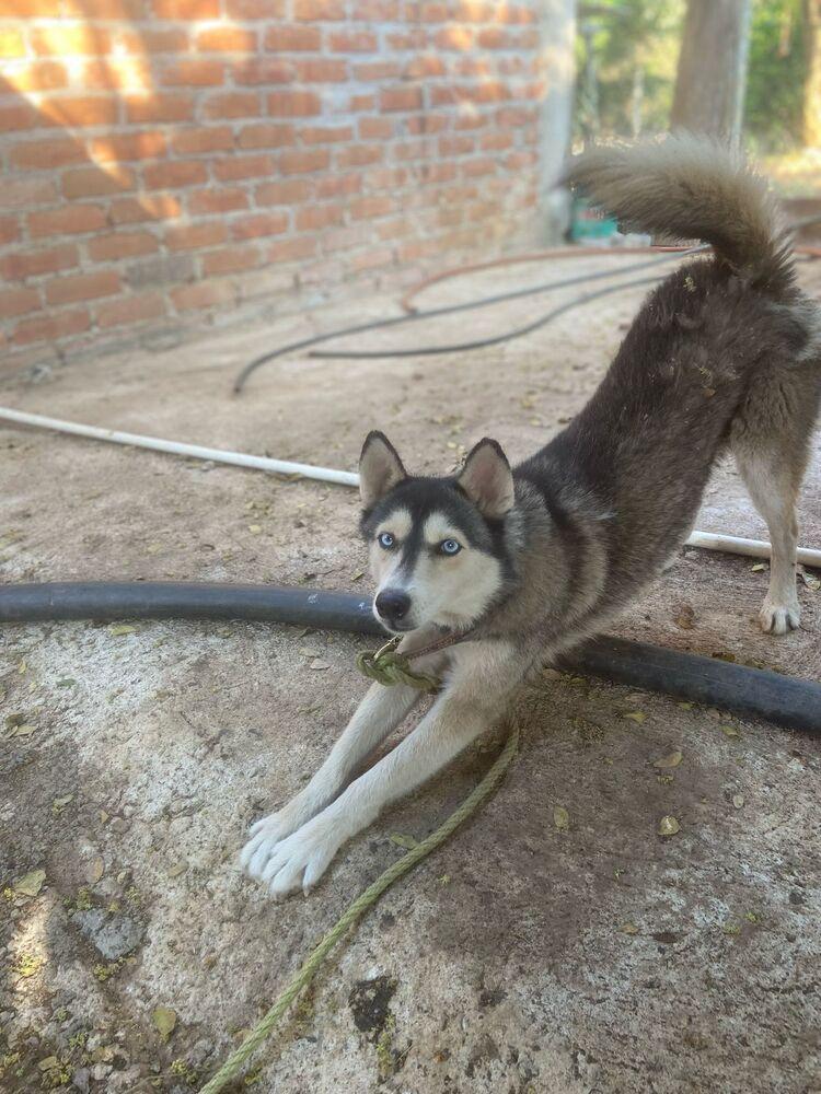 Enlarge Sora (CP), a Adoptable mixed breed in San Diego, CA image 2/6