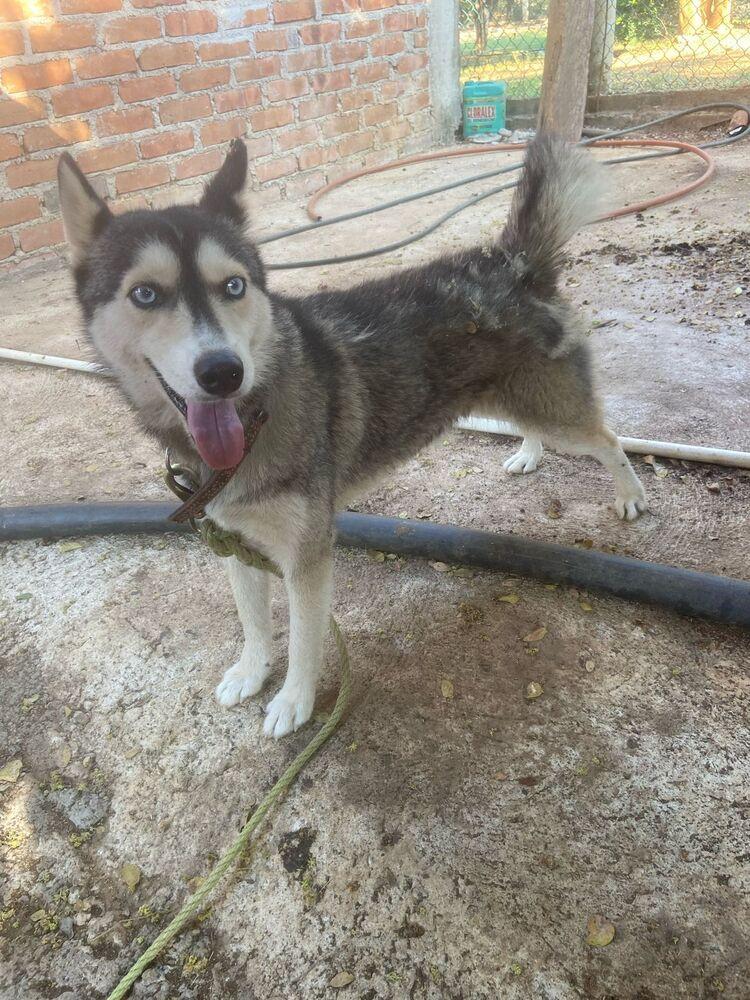 Enlarge Sora (CP), a Adoptable mixed breed in San Diego, CA image 3/6