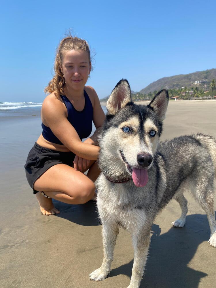 Sora (CP), Adoptable, Young Female Mixed Breed & Husky.