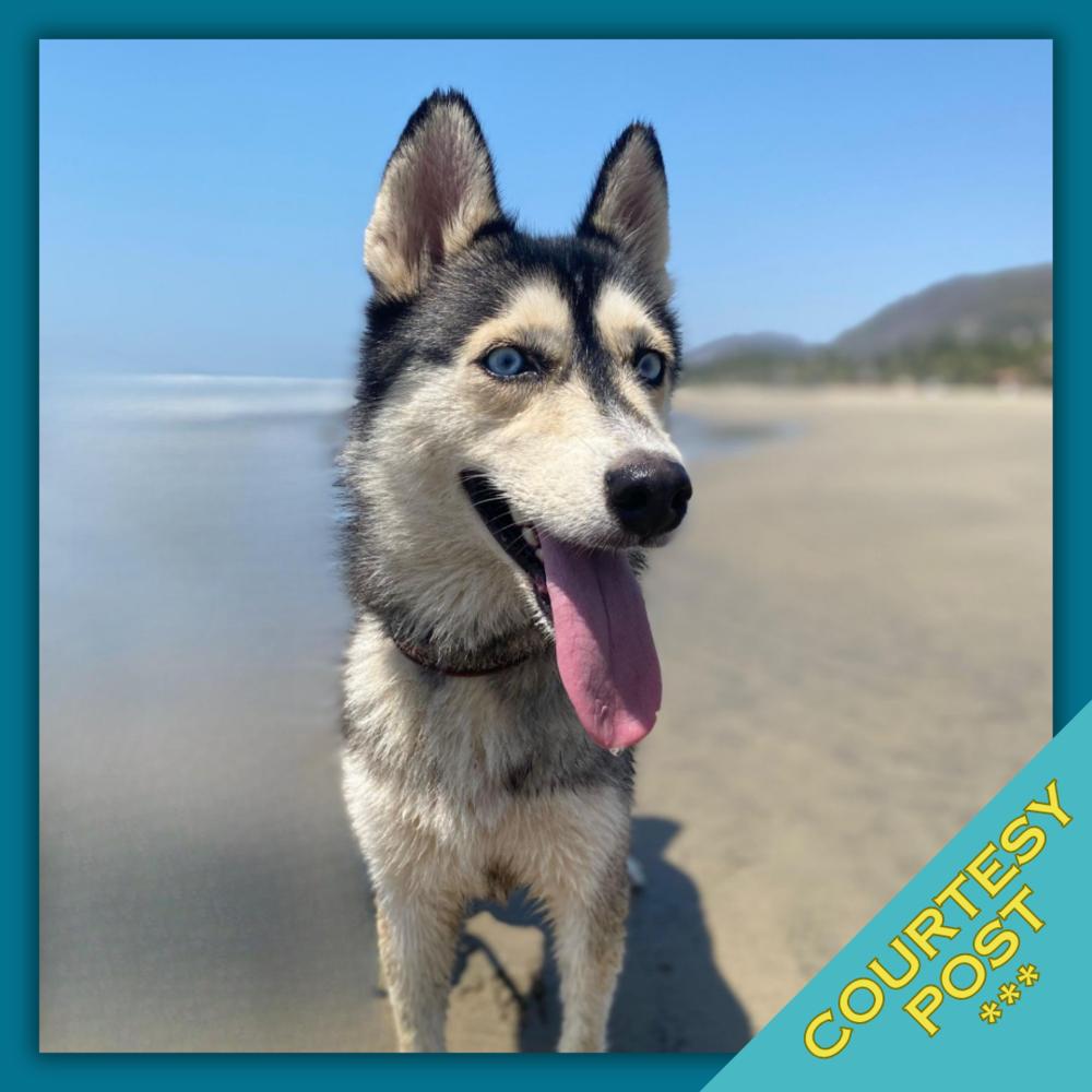 Enlarge Sora (CP), a Adoptable mixed breed in San Diego, CA image 5/6