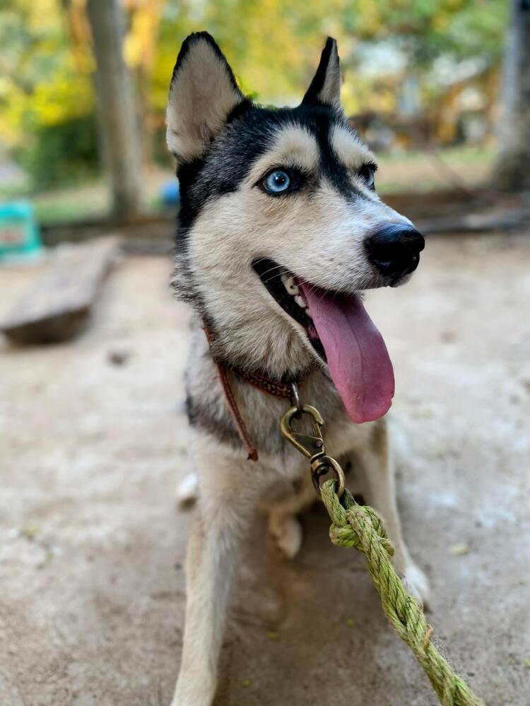 Enlarge Sora (CP), a Adoptable mixed breed in San Diego, CA image 6/6