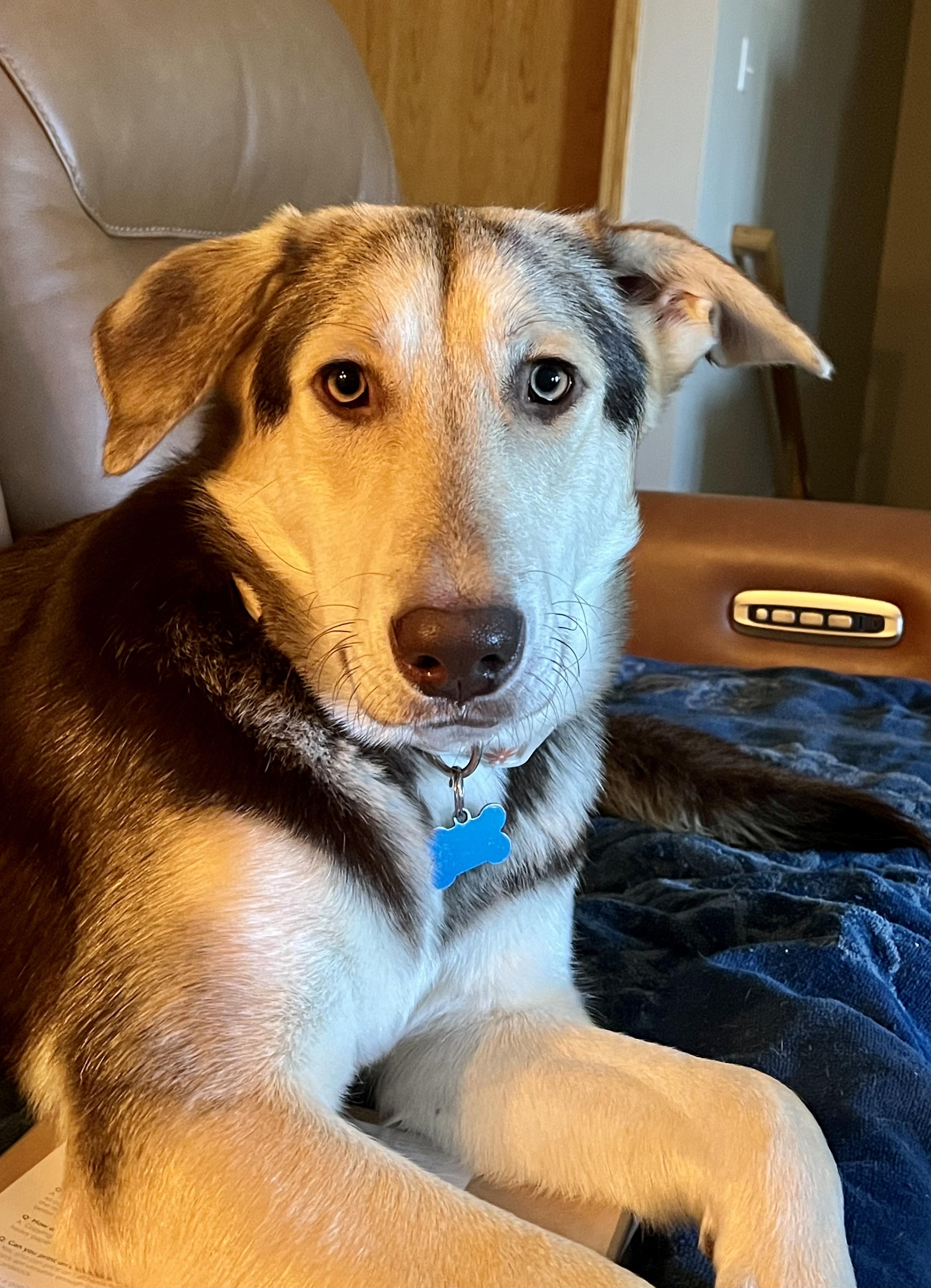 Enlarge Penny, an adopted mixed breed in Cedar Rapids, IA image 1/6