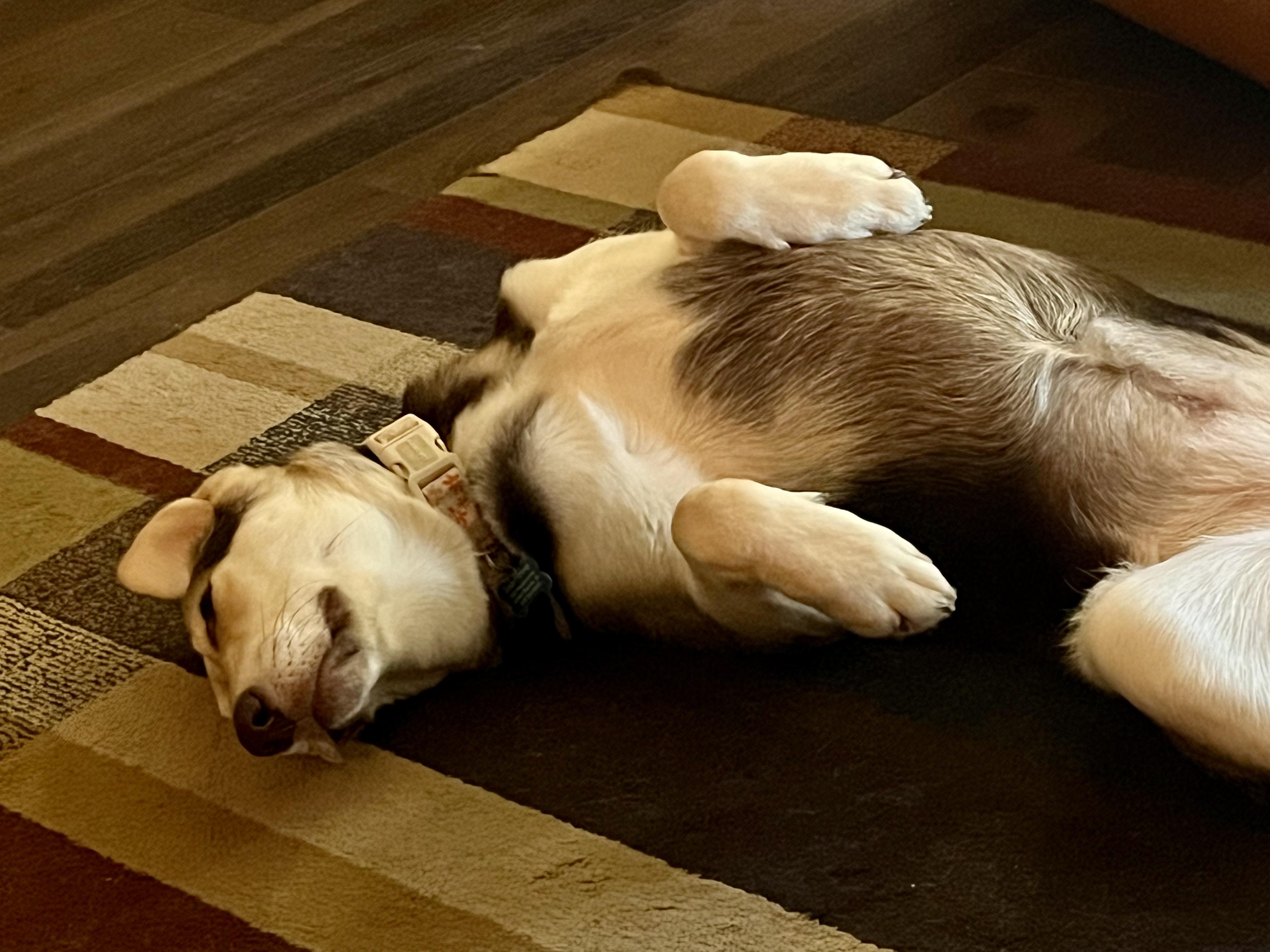 Enlarge Penny, an adopted mixed breed in Cedar Rapids, IA image 4/6