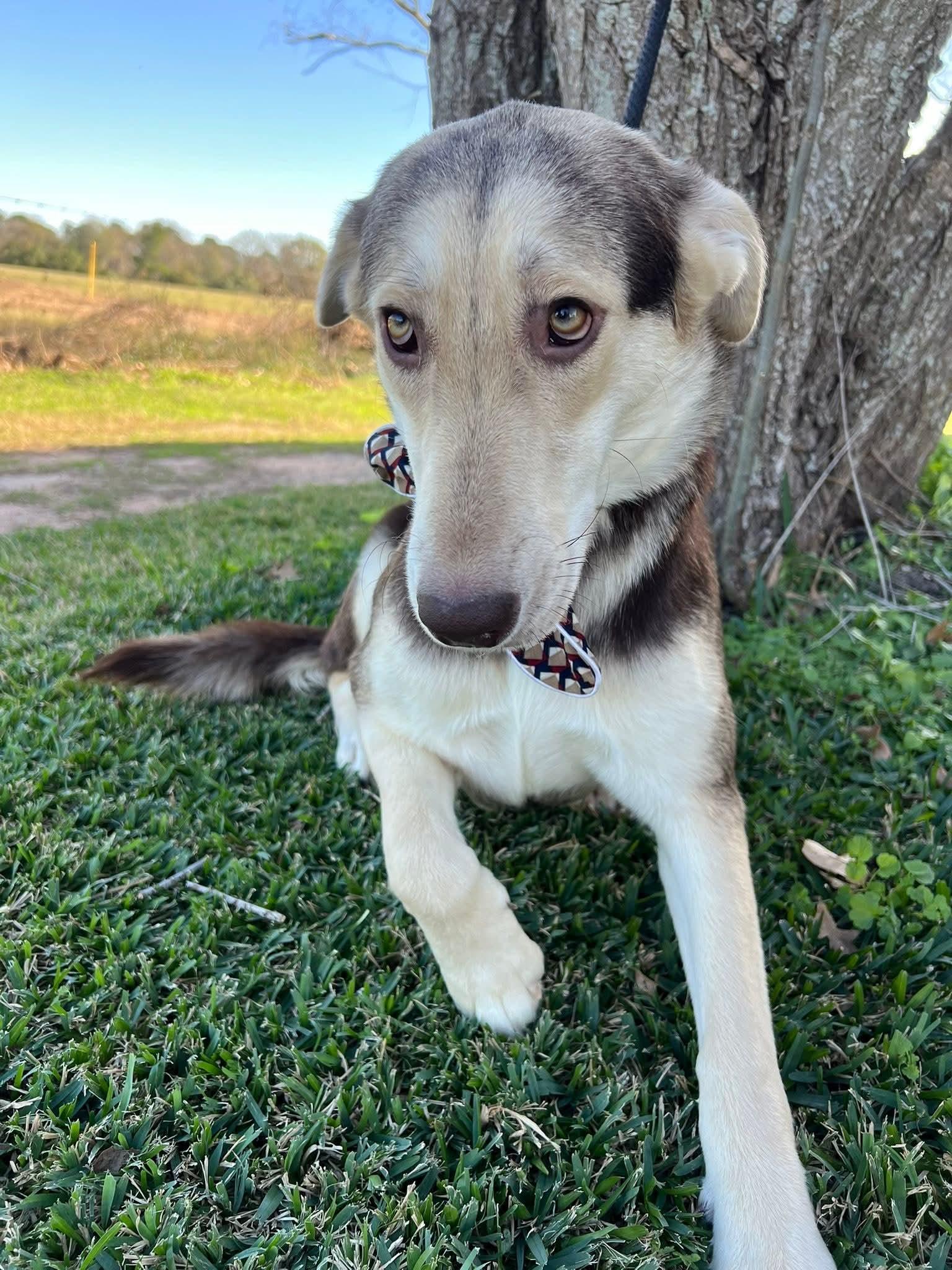 Enlarge Penny, an adopted mixed breed in Cedar Rapids, IA image 5/6