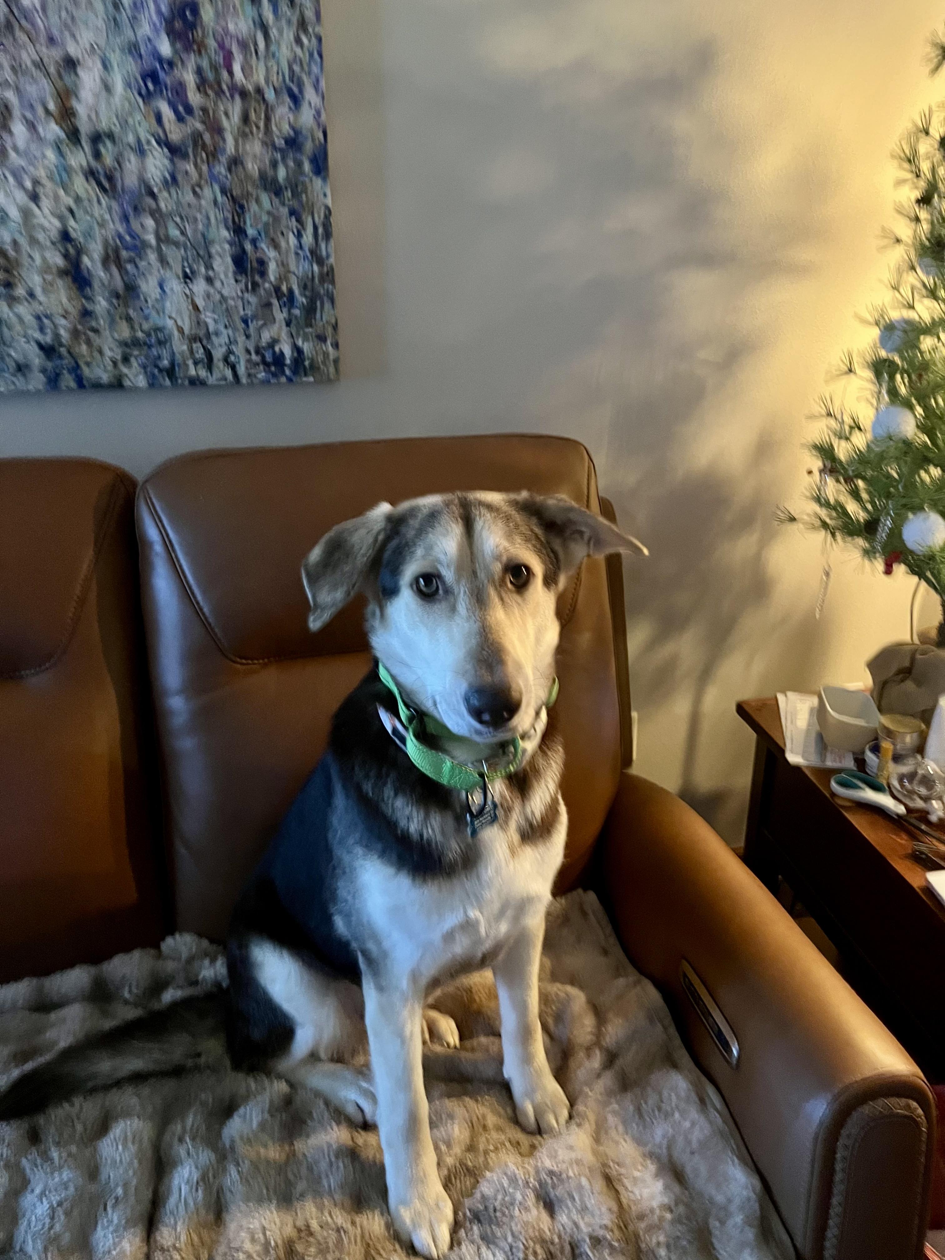 Enlarge Penny, an adopted mixed breed in Cedar Rapids, IA image 3/6