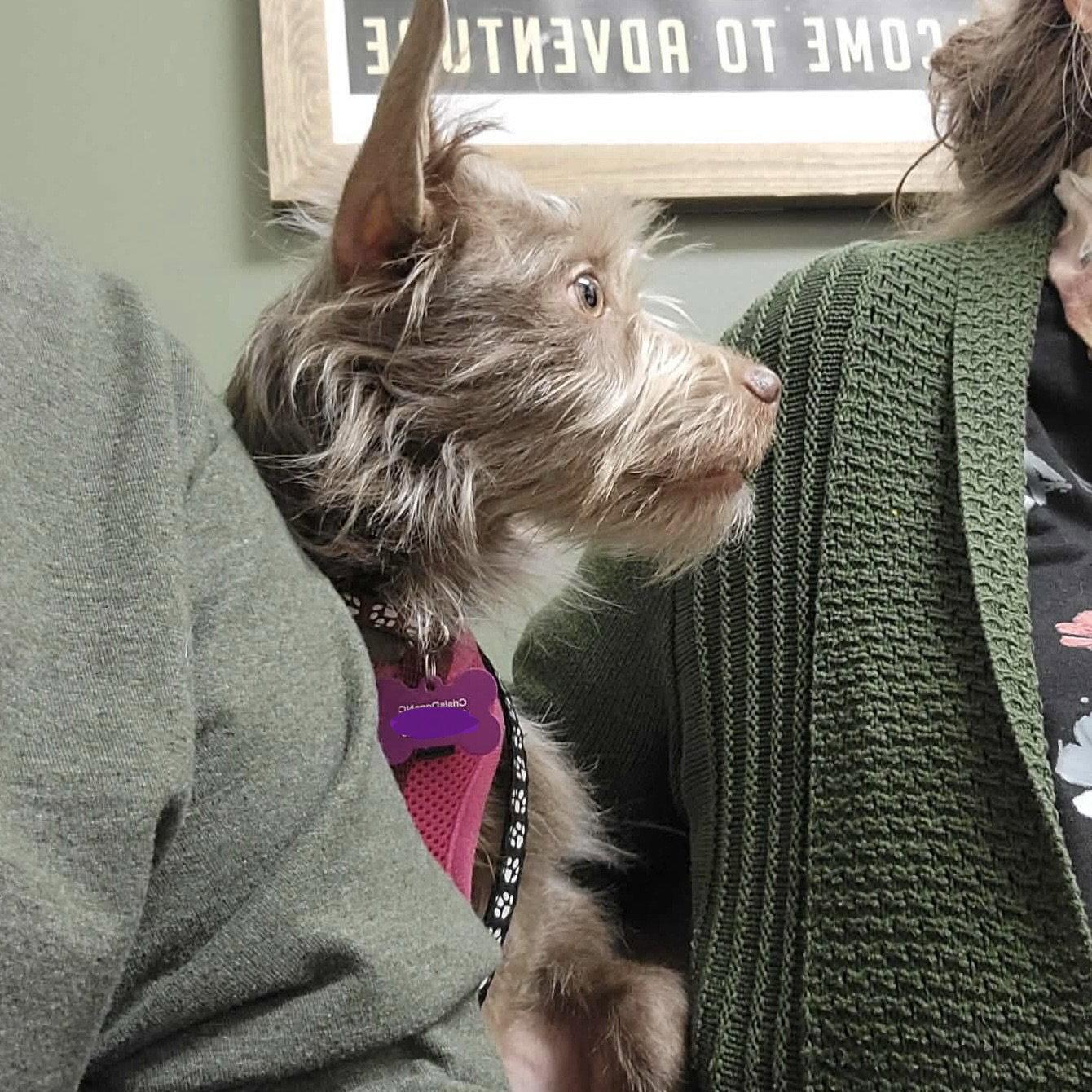 Enlarge Zoey, a Adoptable Terrier in Garner, NC image 3/3