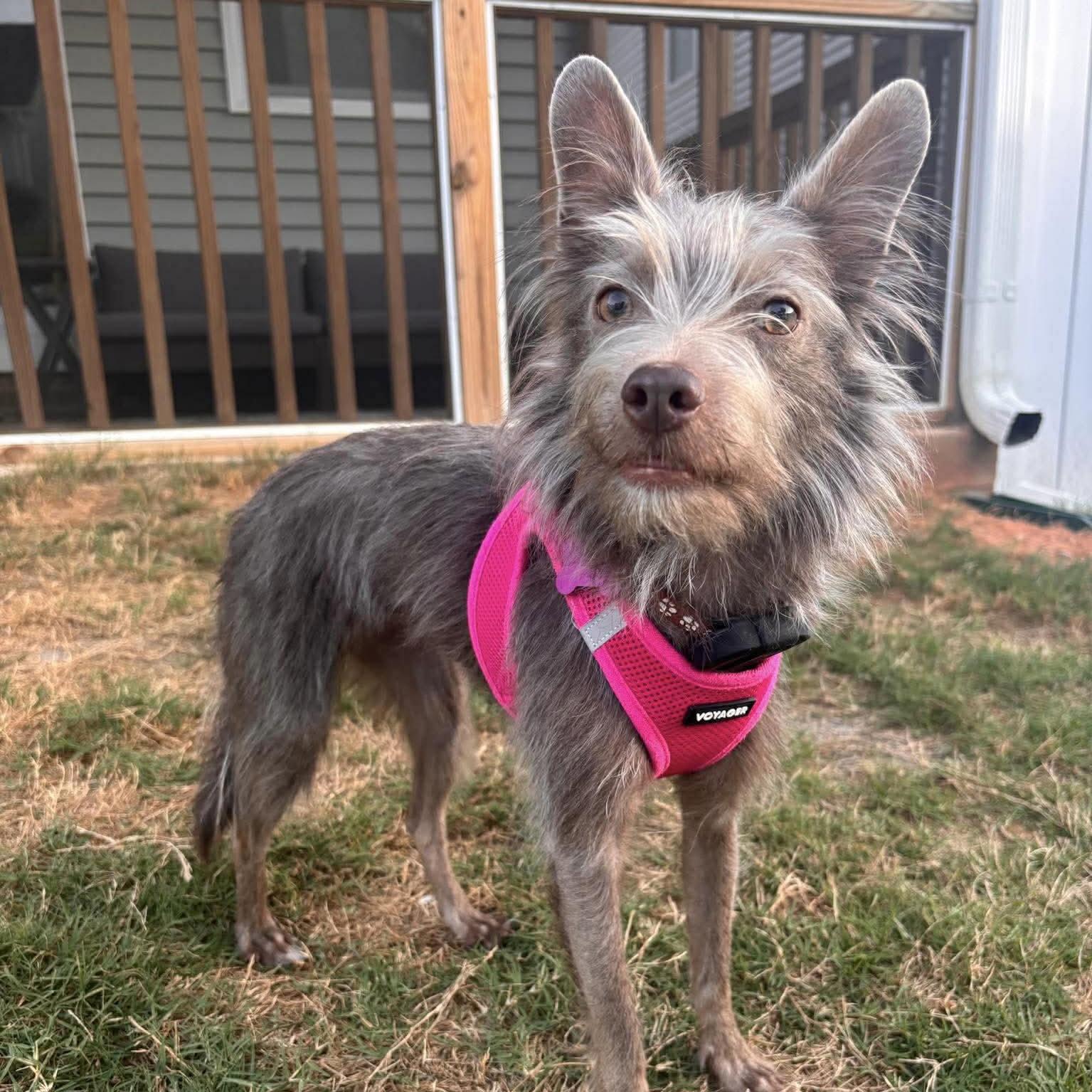 Enlarge Zoey, a Adoptable Terrier in Garner, NC image 1/3