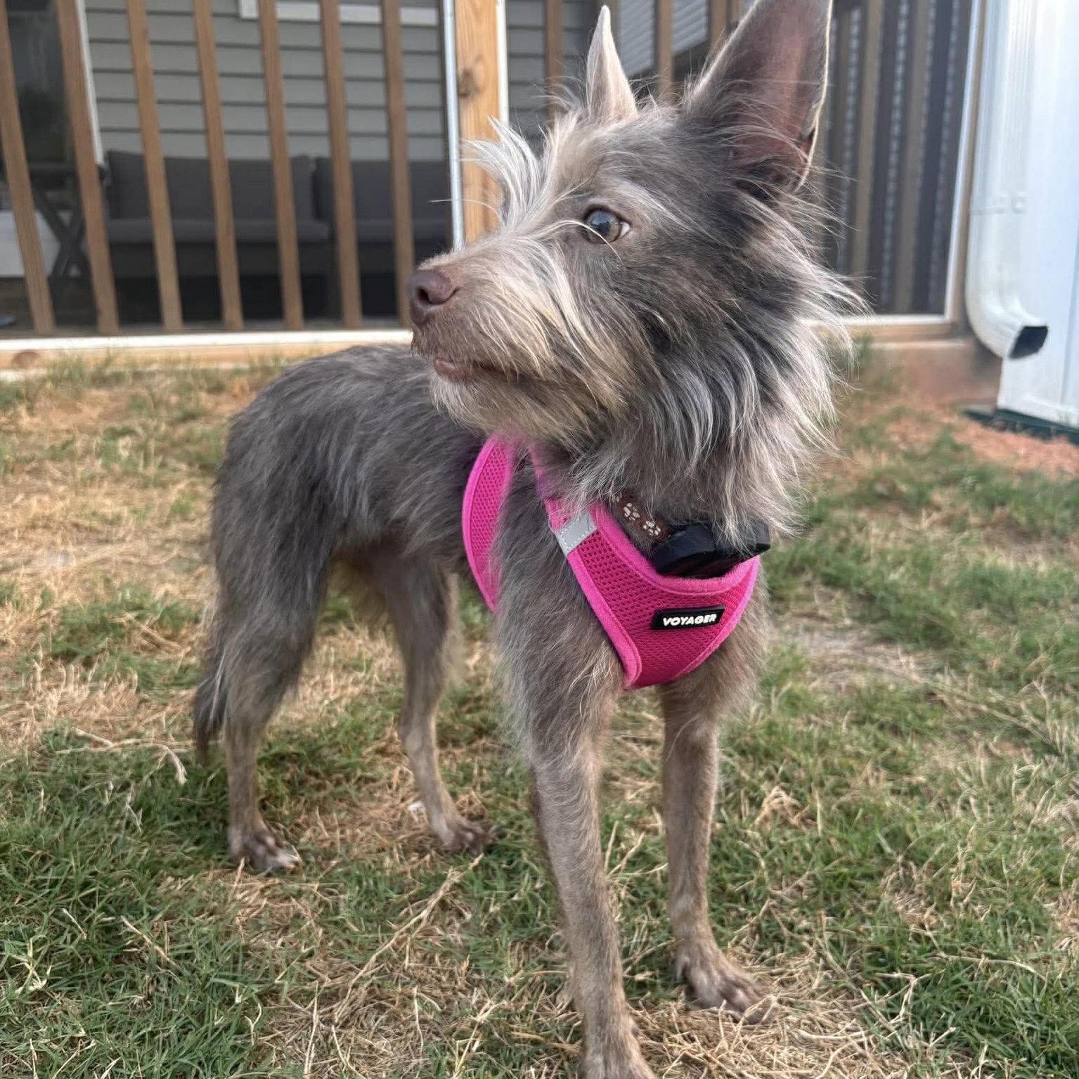 Enlarge Zoey, a Adoptable Terrier in Garner, NC image 2/3
