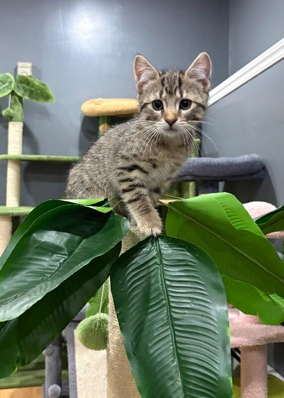 Whiskey, Adoptable, Young Male Domestic Short Hair.