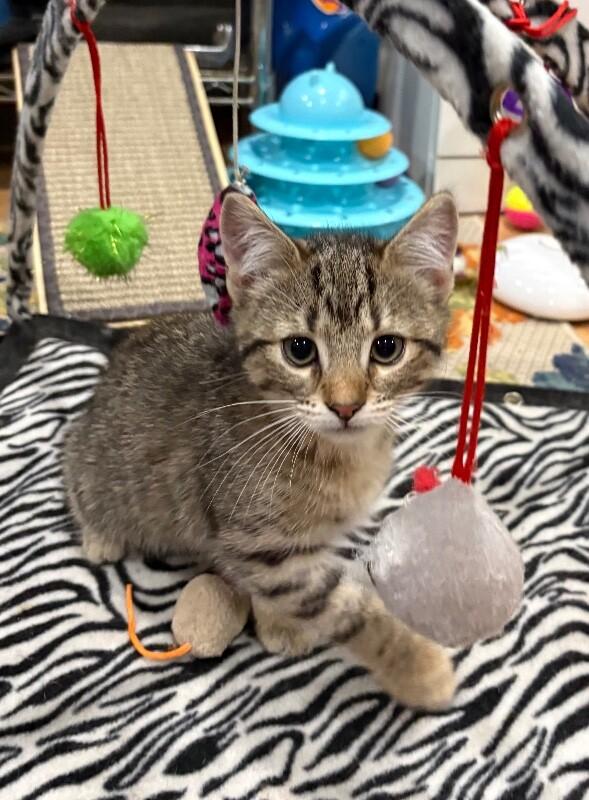 Whiskey, a Adoptable Domestic Short Hair in North Babylon, NY image 2/3
