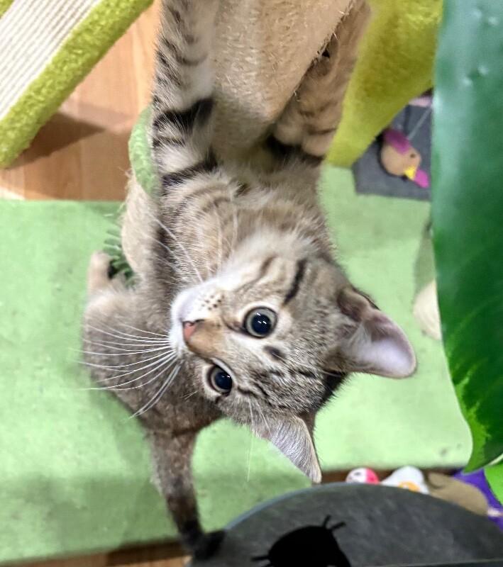 Whiskey, a Adoptable Domestic Short Hair in North Babylon, NY image 3/3