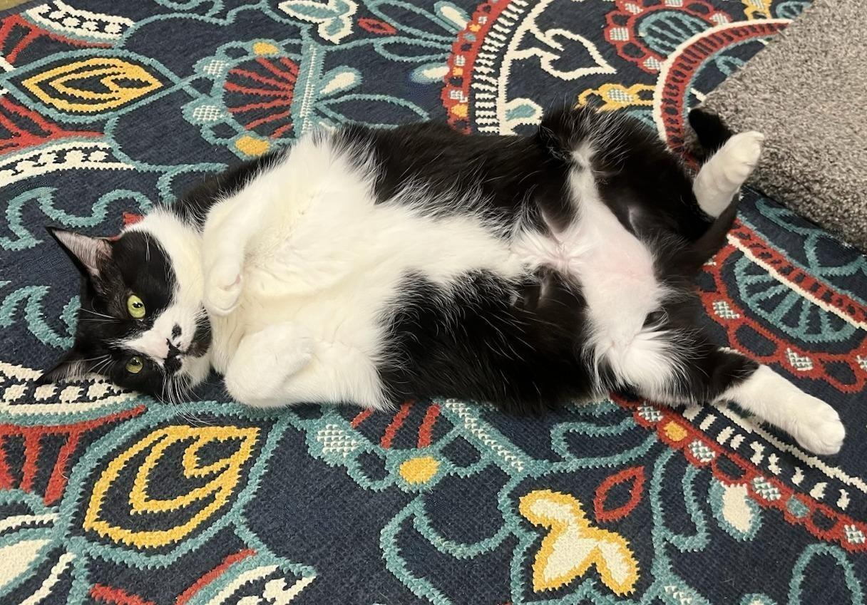 Enlarge Sheba - Senior Kitty Wishing for a Furr-ever Family, a Adoptable Tuxedo in Hillsboro, TX image 6/6