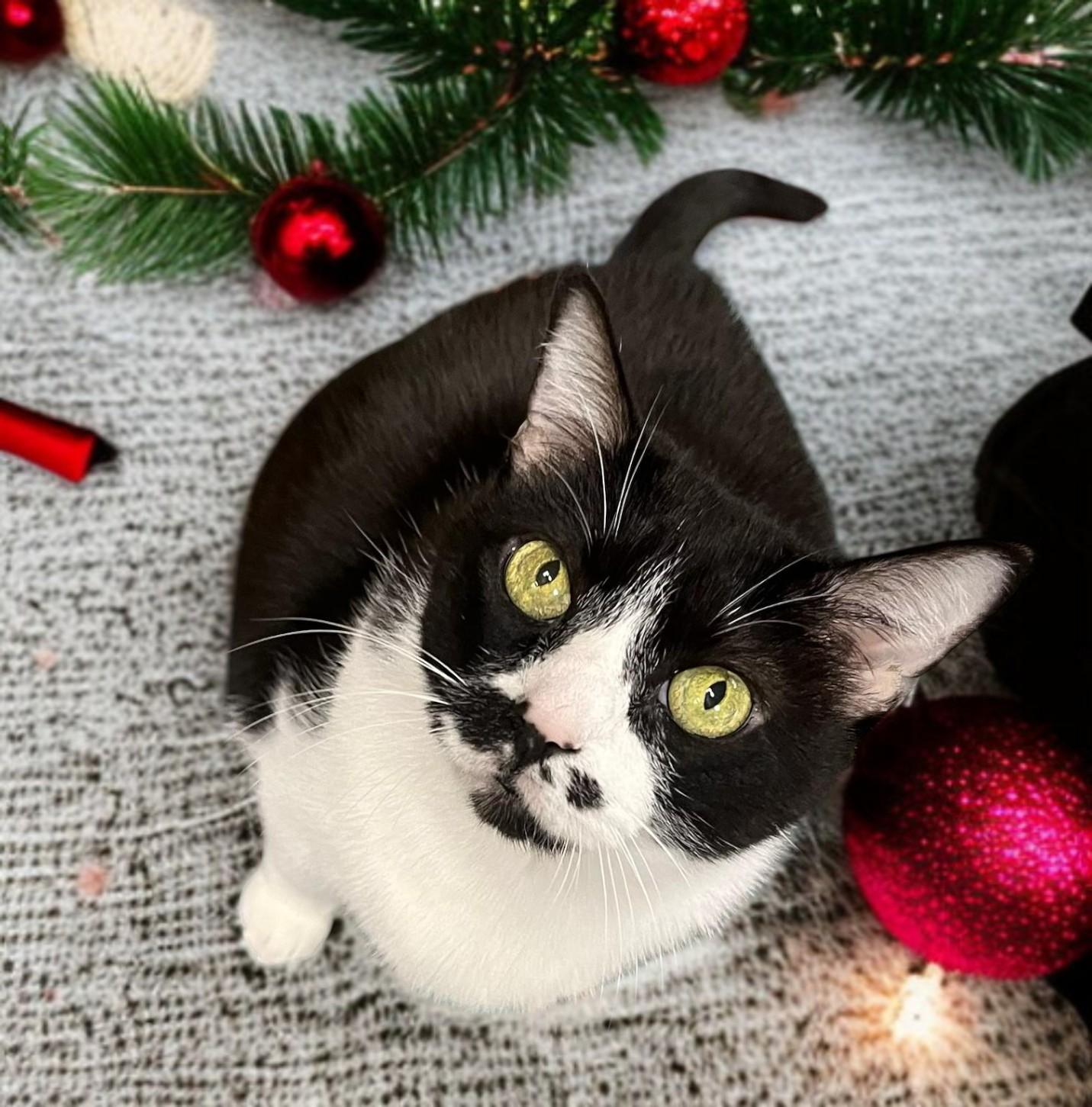 Sheba - Senior Kitty Wishing for a Furr-ever Family, Adoptable, Senior Female Tuxedo.