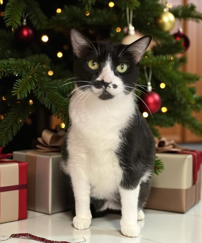 Enlarge Sheba - Senior Kitty Wishing for a Furr-ever Family, a Adoptable Tuxedo in Hillsboro, TX image 2/6