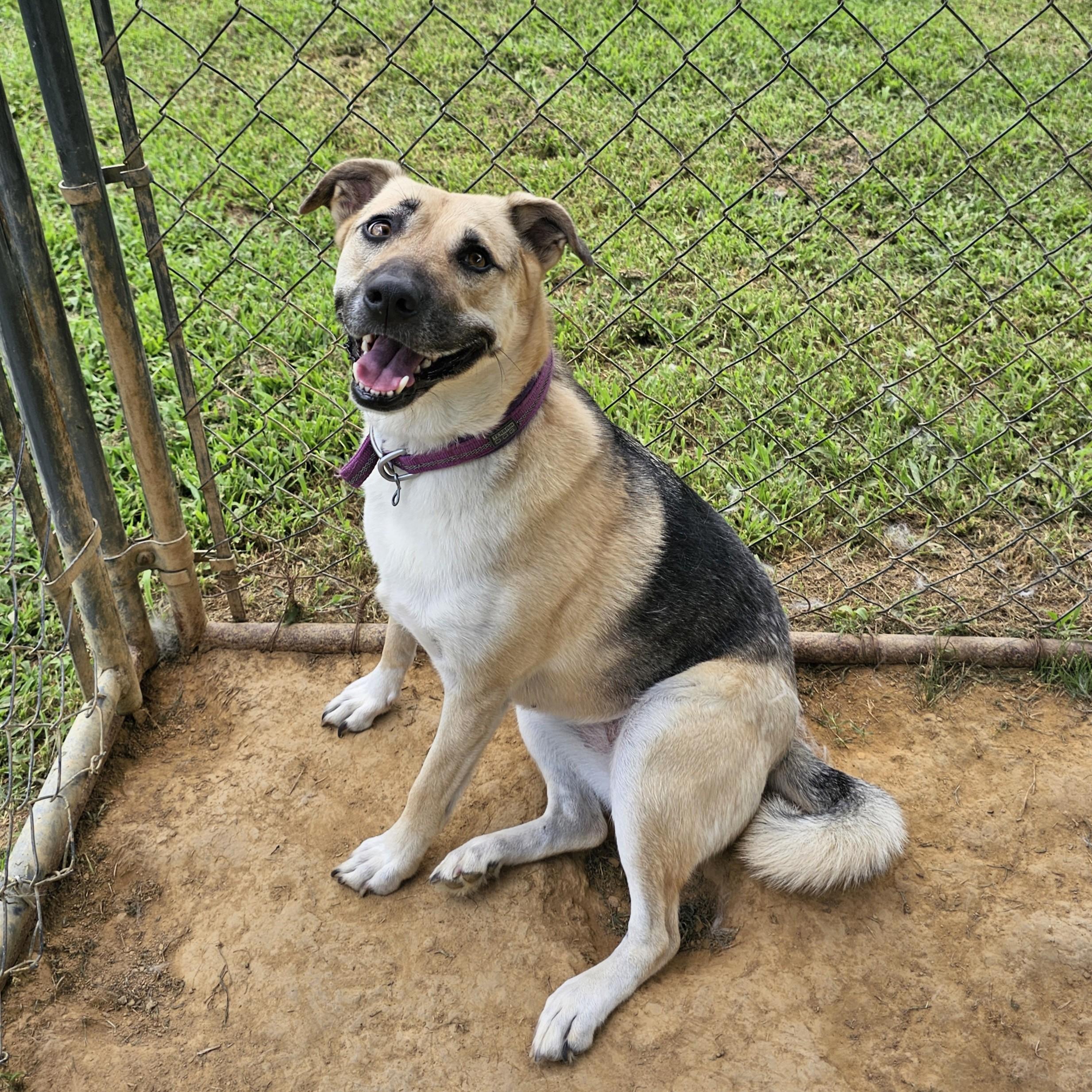 Abby, ADOPTABLE, Adult Female Shepherd.
