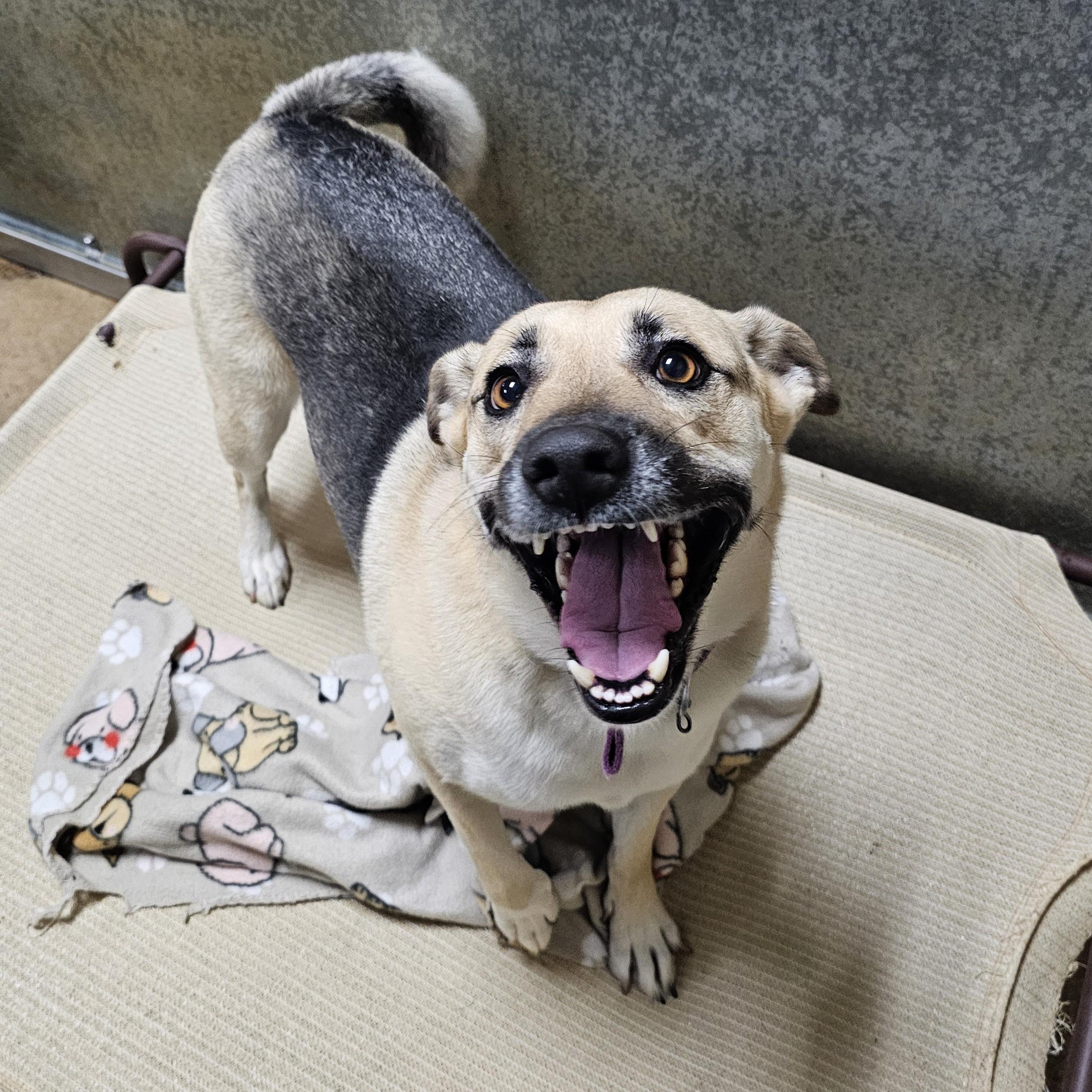 Abby, a ADOPTABLE mixed breed in Searcy, AR image 3/6