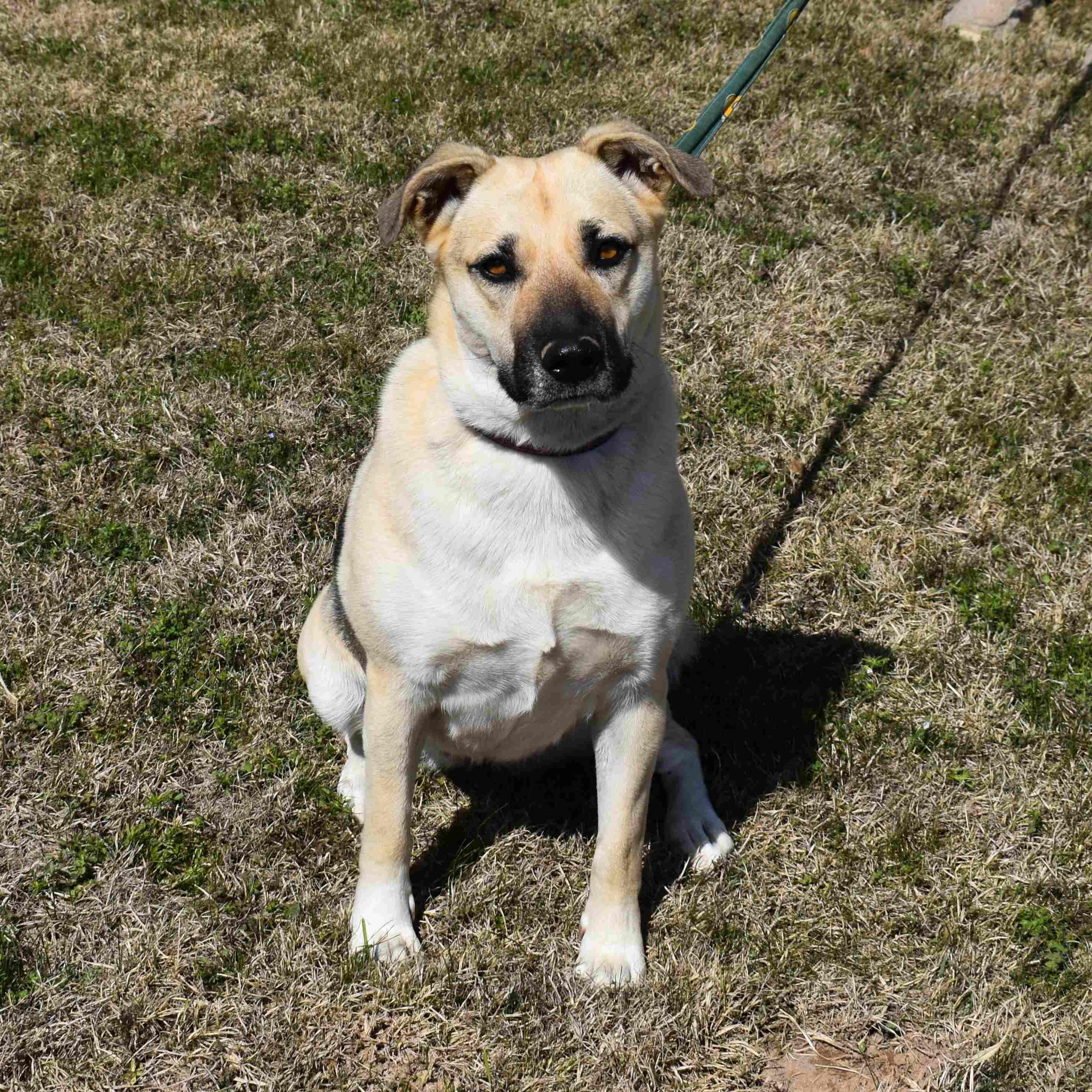 Abby, a ADOPTABLE mixed breed in Searcy, AR image 2/6