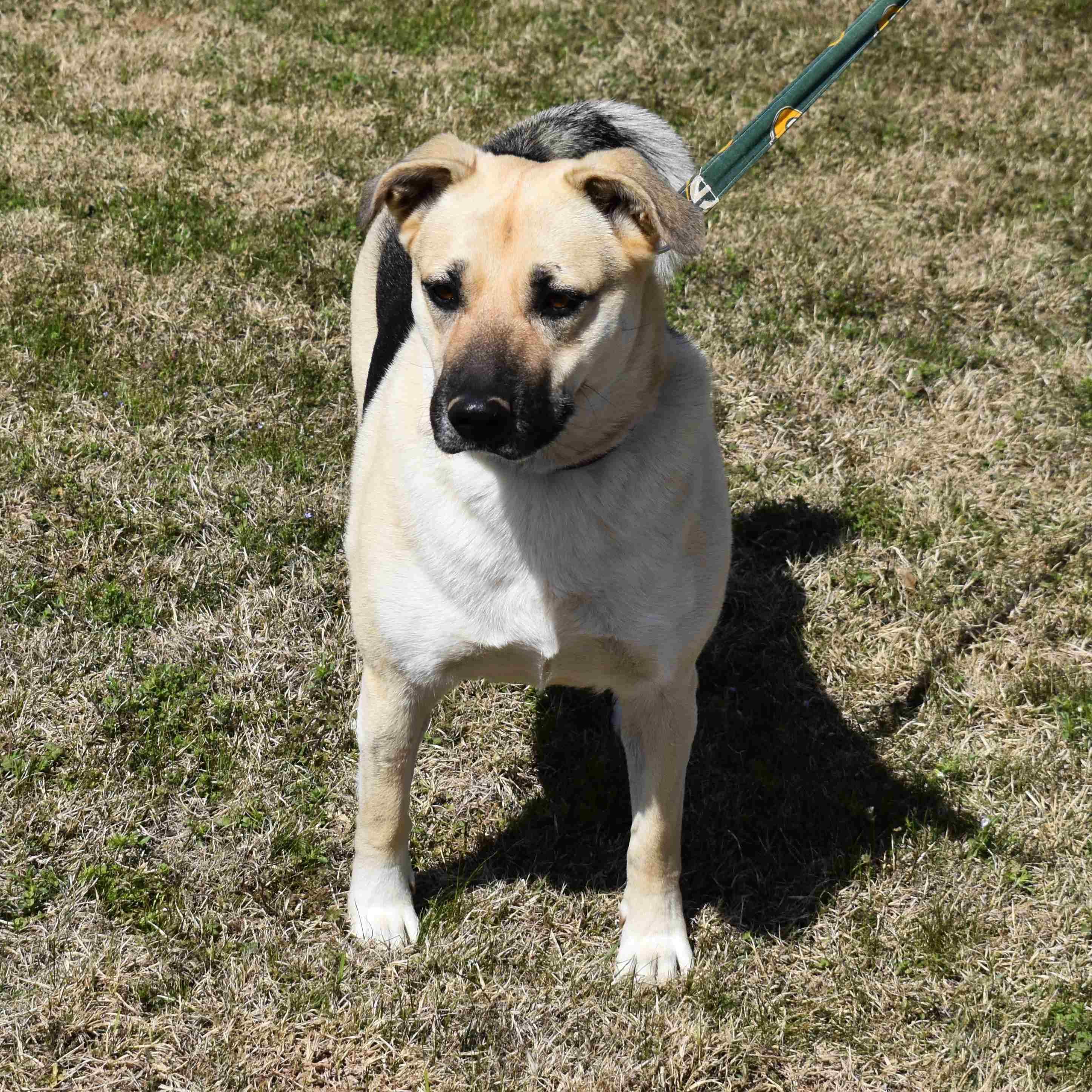 Abby, a ADOPTABLE mixed breed in Searcy, AR image 4/6