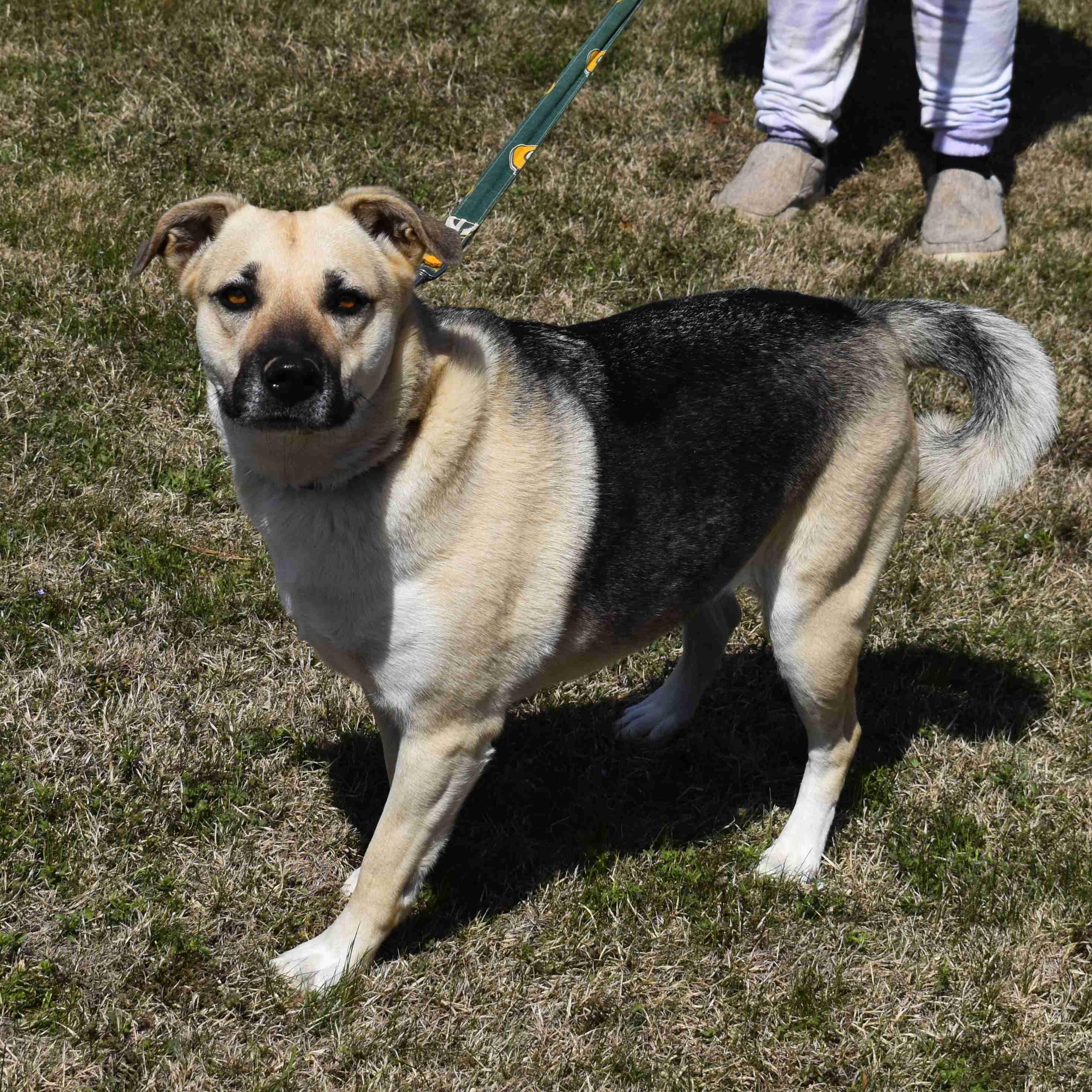 Abby, a ADOPTABLE mixed breed in Searcy, AR image 6/6