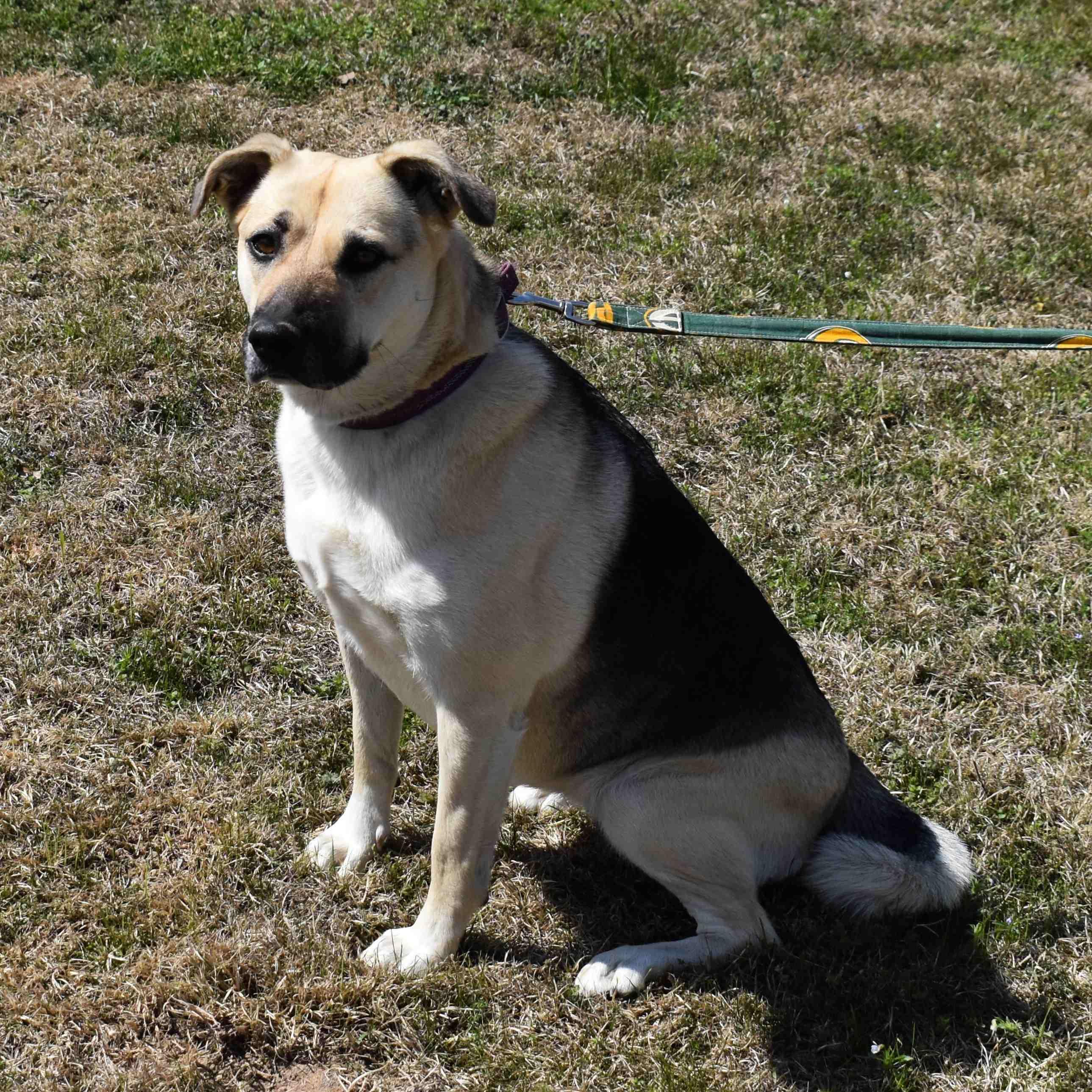 Abby, a ADOPTABLE mixed breed in Searcy, AR image 3/6