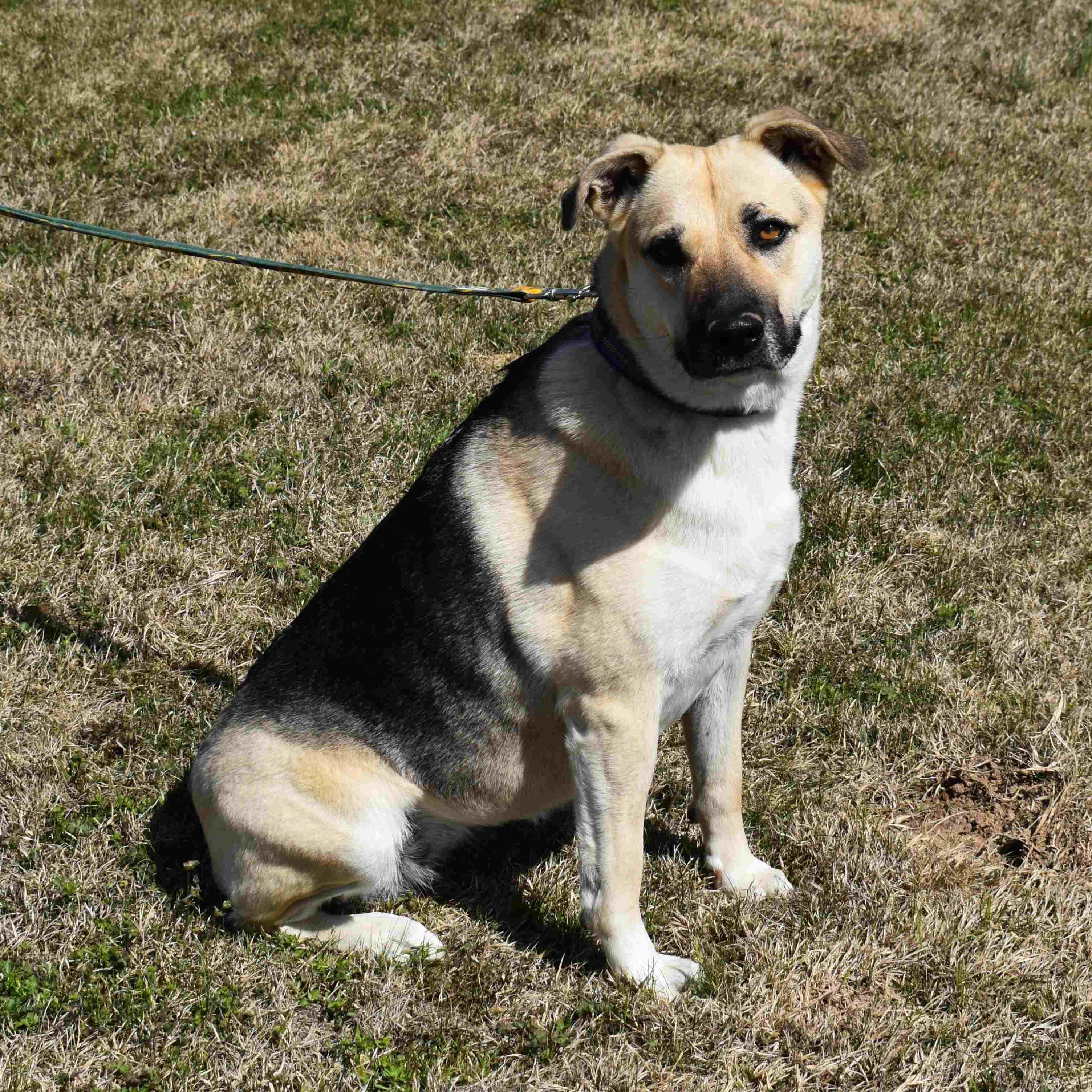 Abby, a ADOPTABLE mixed breed in Searcy, AR image 5/6