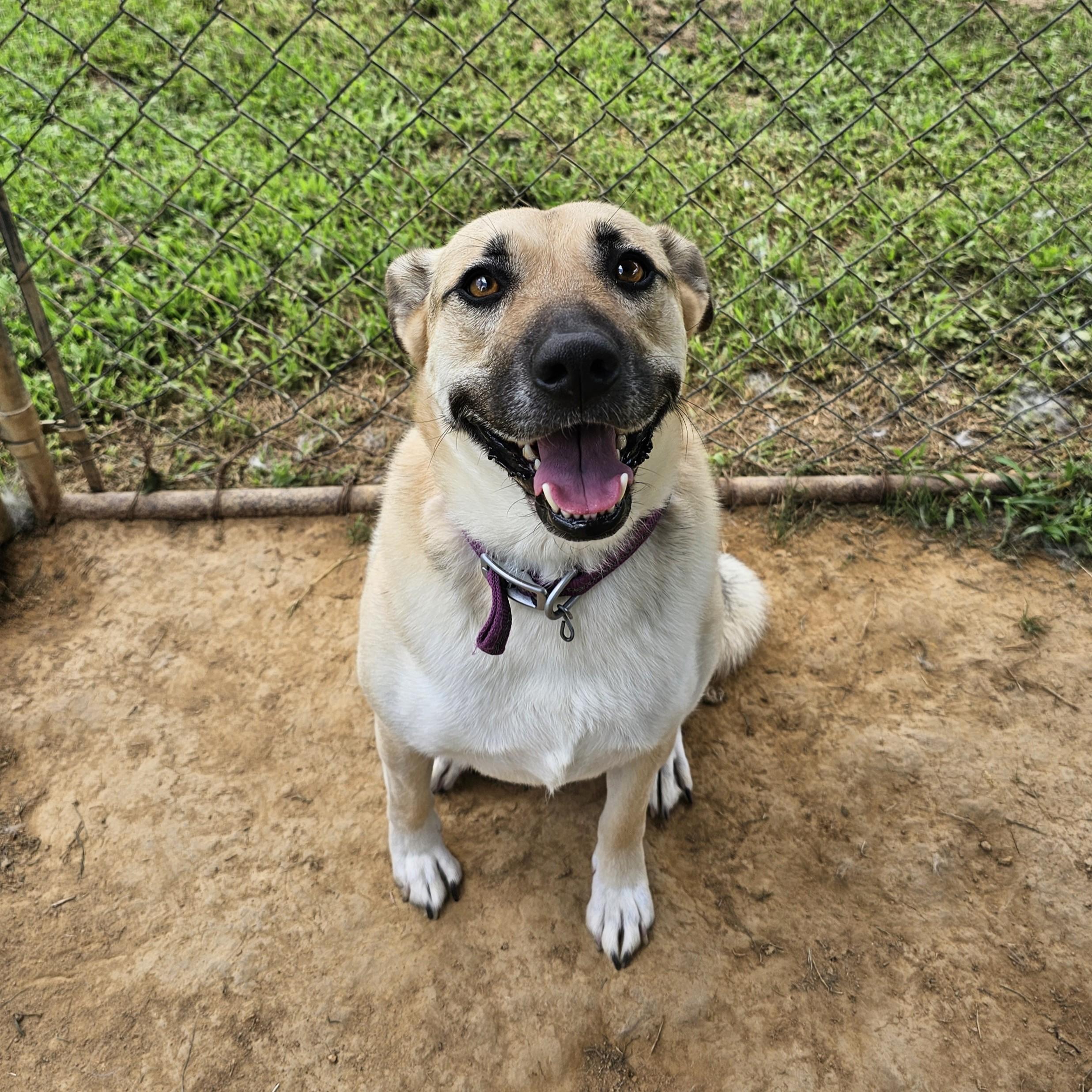 Abby, a ADOPTABLE mixed breed in Searcy, AR image 2/6