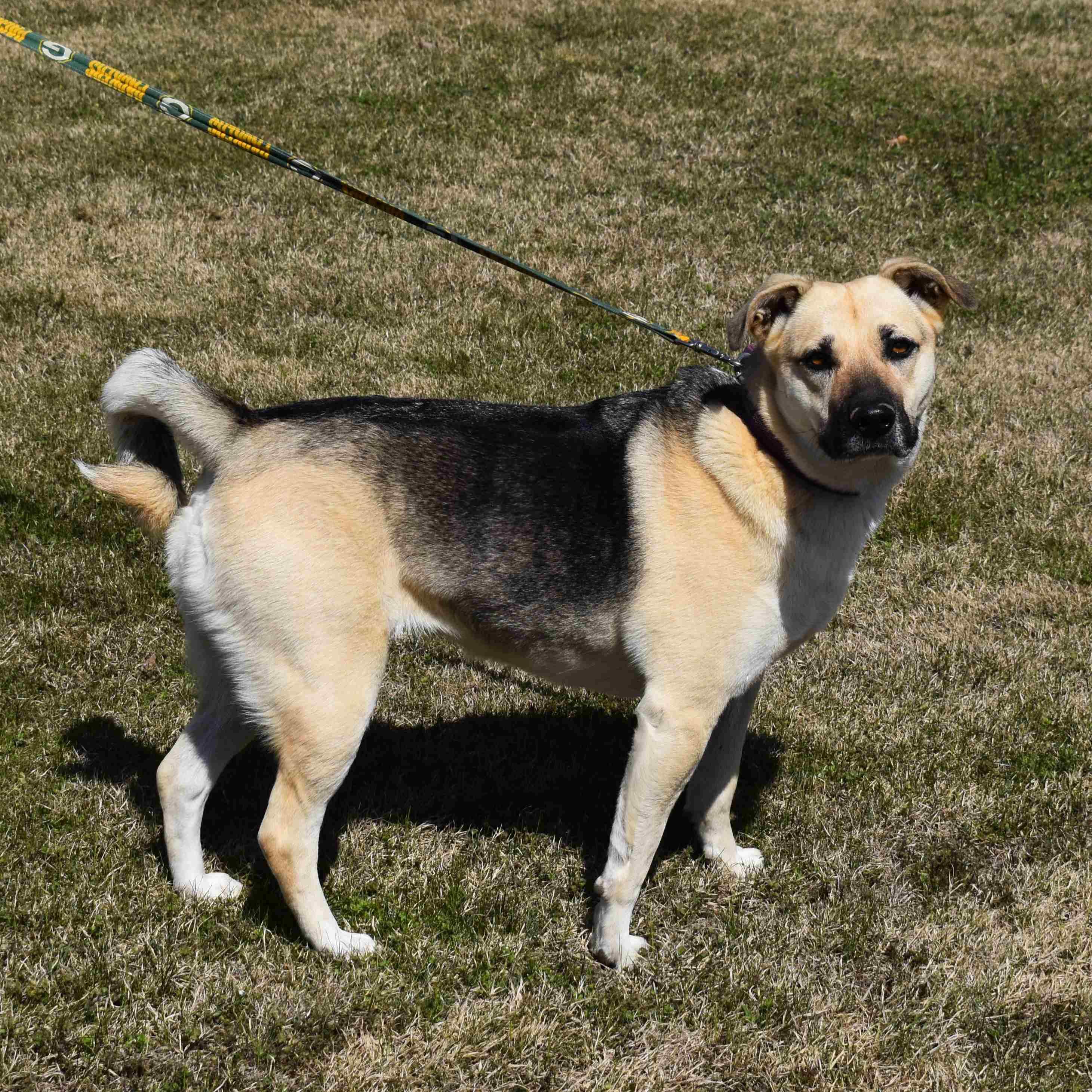 Abby, a ADOPTABLE mixed breed in Searcy, AR image 1/6