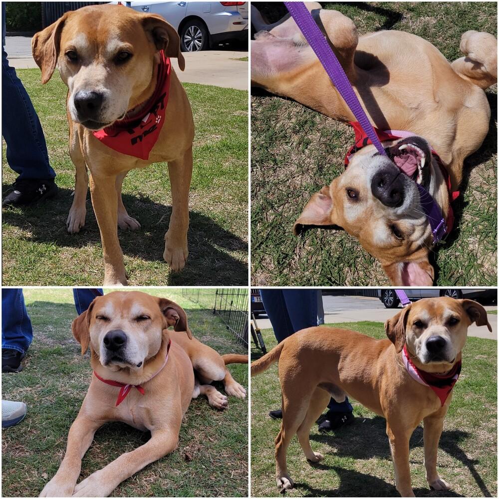 Gucci, Adoptable, Adult Male Labrador Retriever.