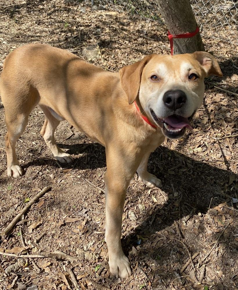 Enlarge Gucci, a Adoptable mixed breed in Hartwell, GA image 5/6