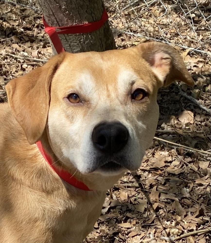 Enlarge Gucci, a Adoptable mixed breed in Hartwell, GA image 6/6